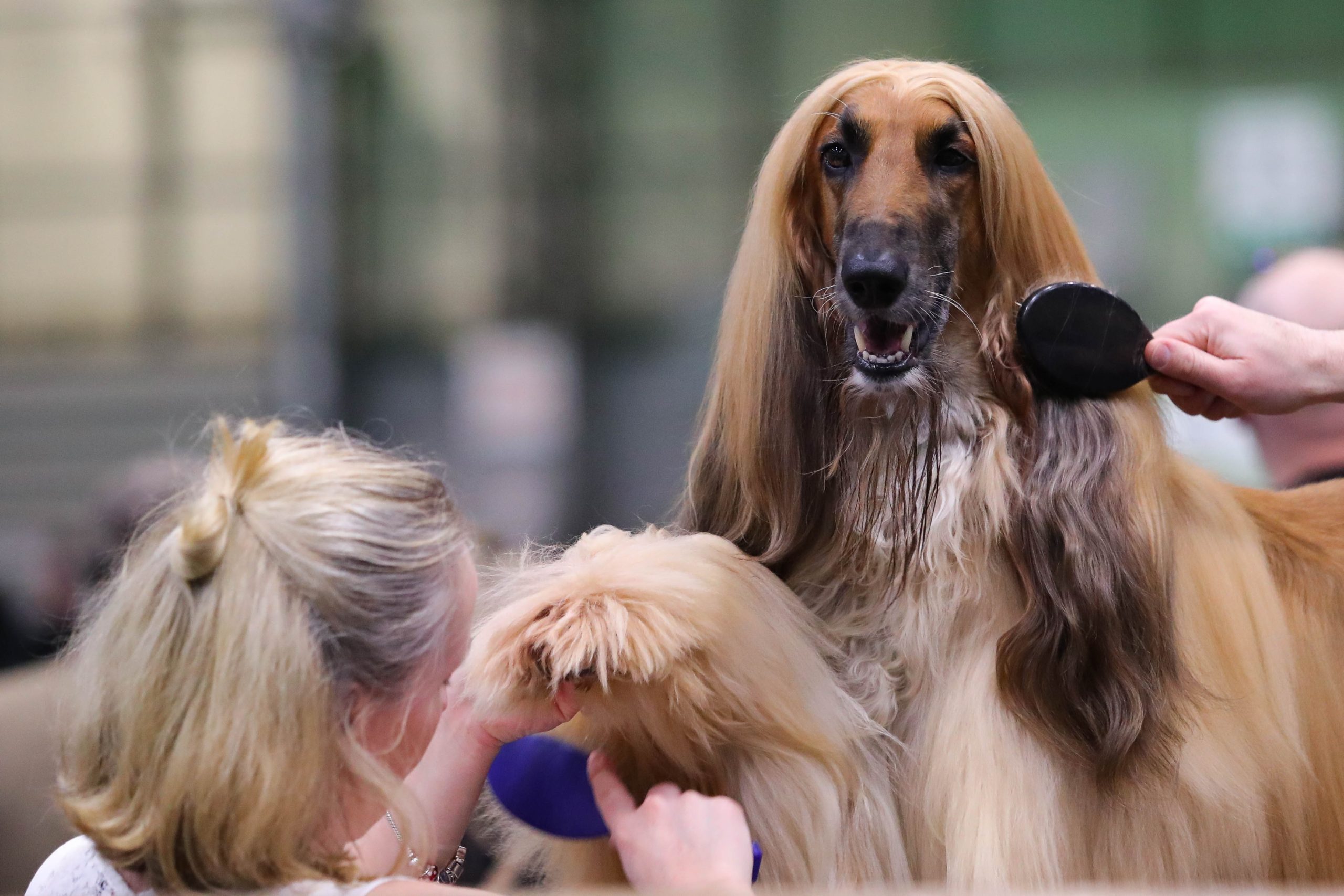 A dog having its hair and paws brushed 
