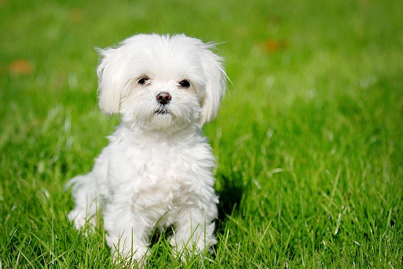 A white maltese dog sits on green grass