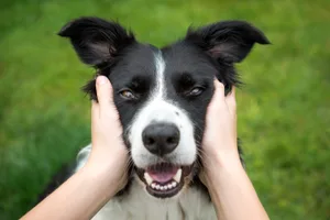 Border-collie Girl patting a border collie