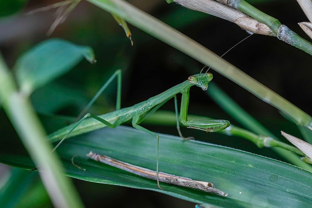 A mantis (Tenodera sinensis) lands on a bamboo leaf 