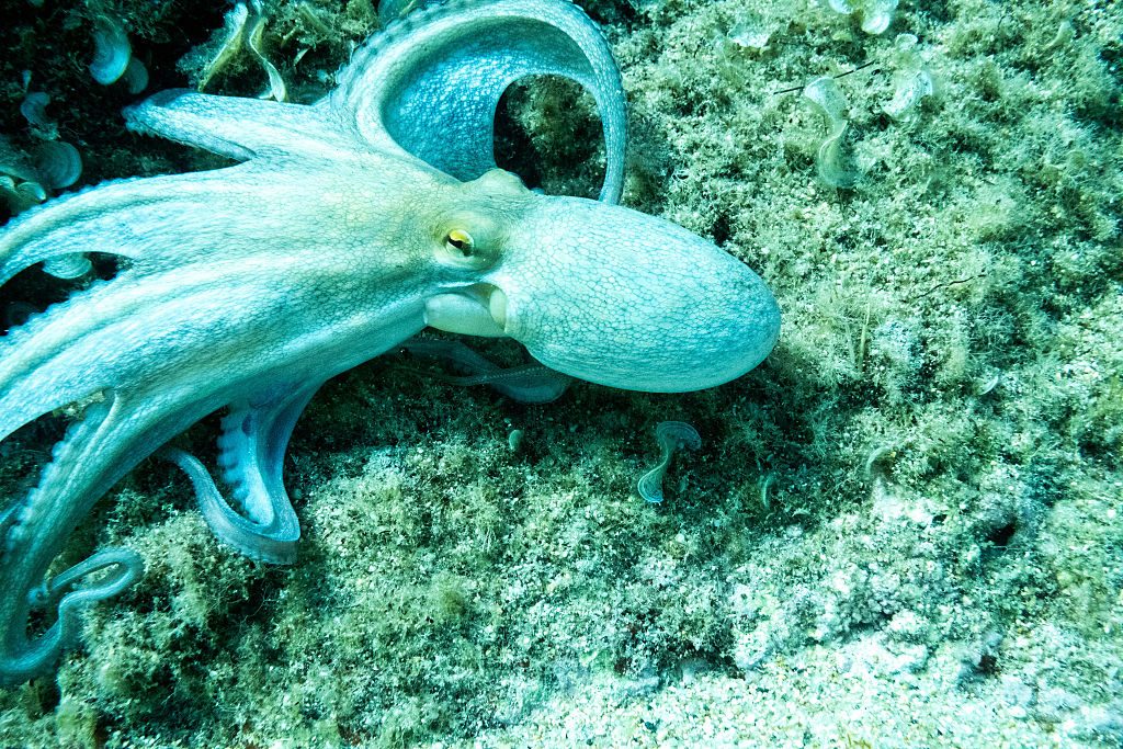 Common octopus (Octopus vulgaris) at Propriano