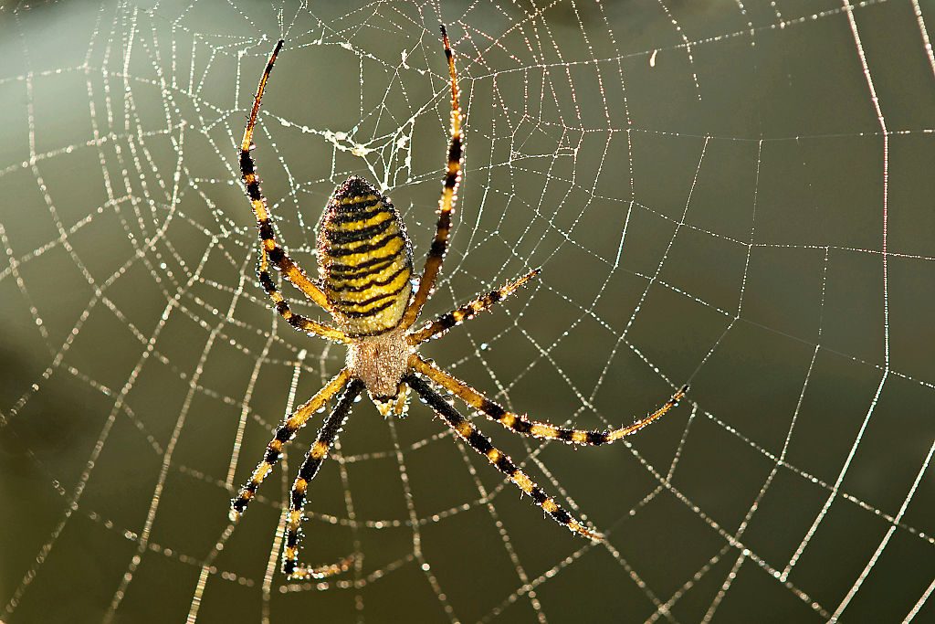 Wasp spider in its web 