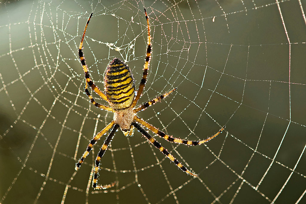 Wasp spider in its web