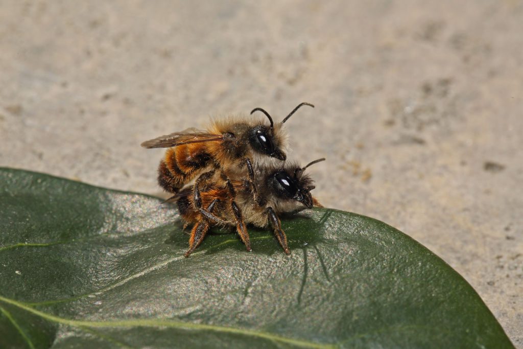The mating process between horned mason bees