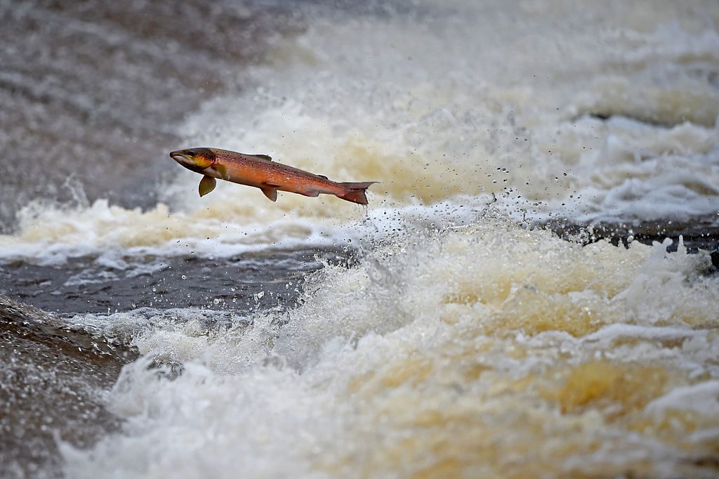 Salmon attempt to leap up the fish ladder in the River Etterick in Selkirk, Scotland 