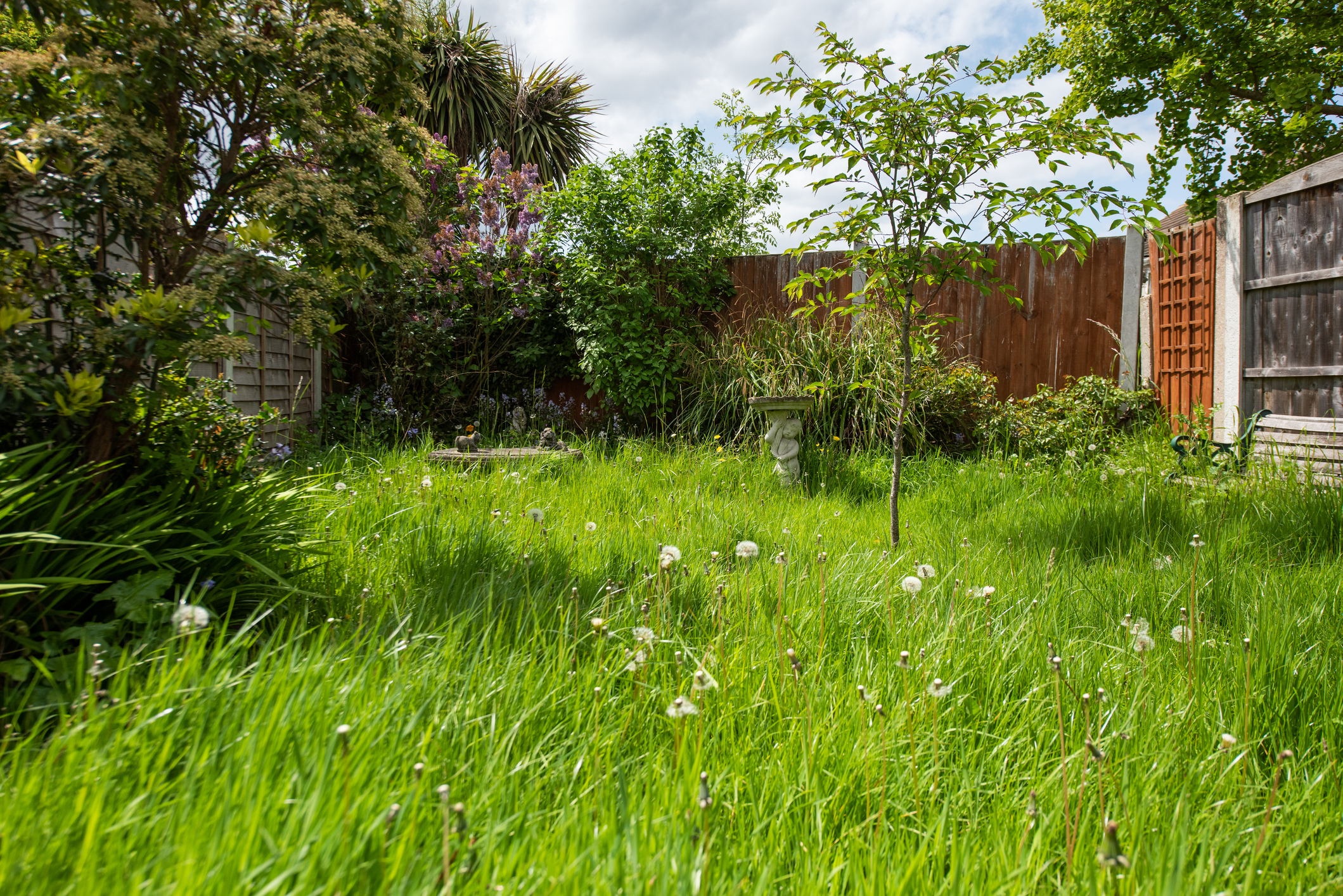 An overgrown garden with lots of unkept grass