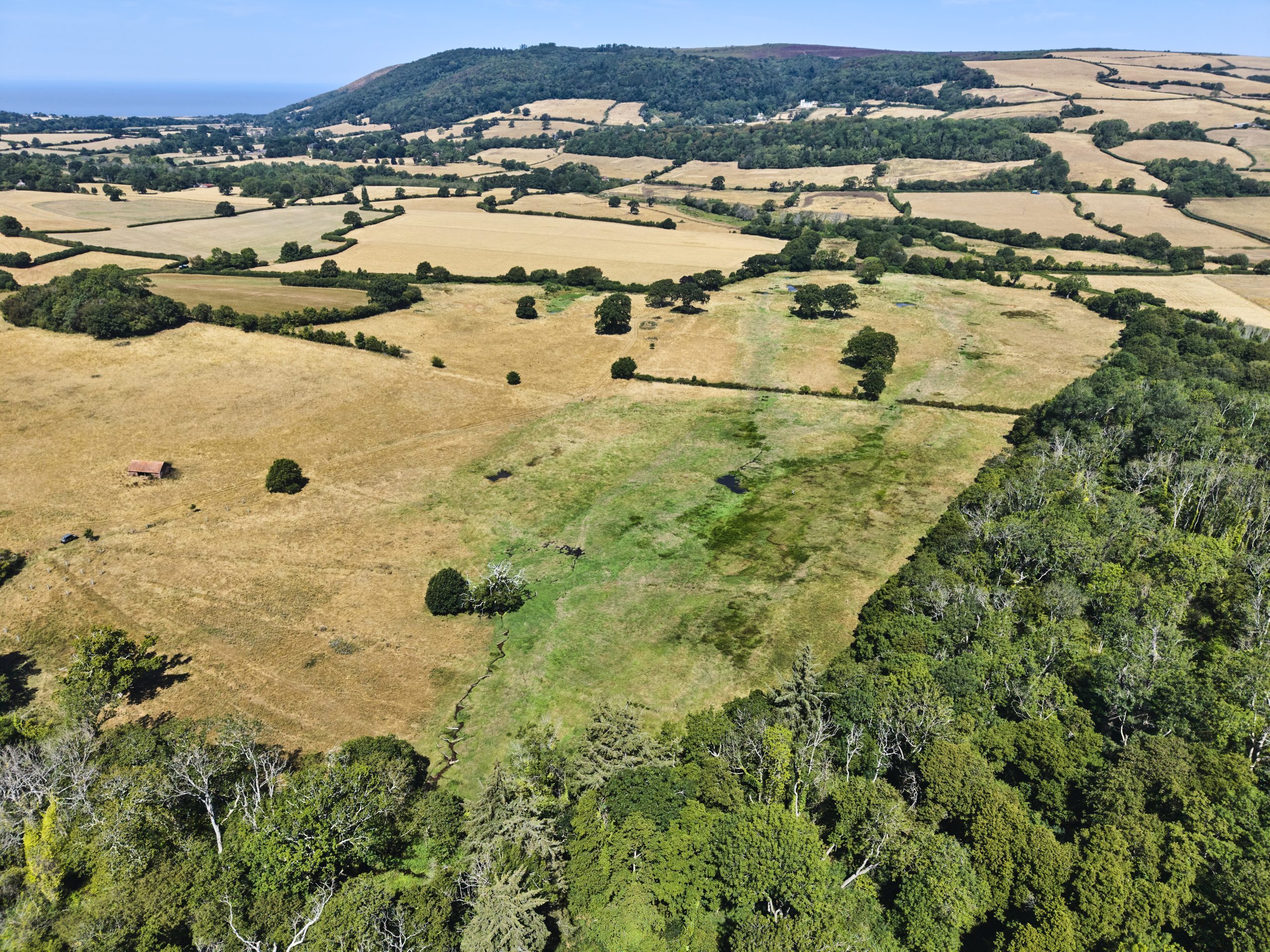 Downstream view of Holnicote Estate with fresh greenery surrounded by drought land