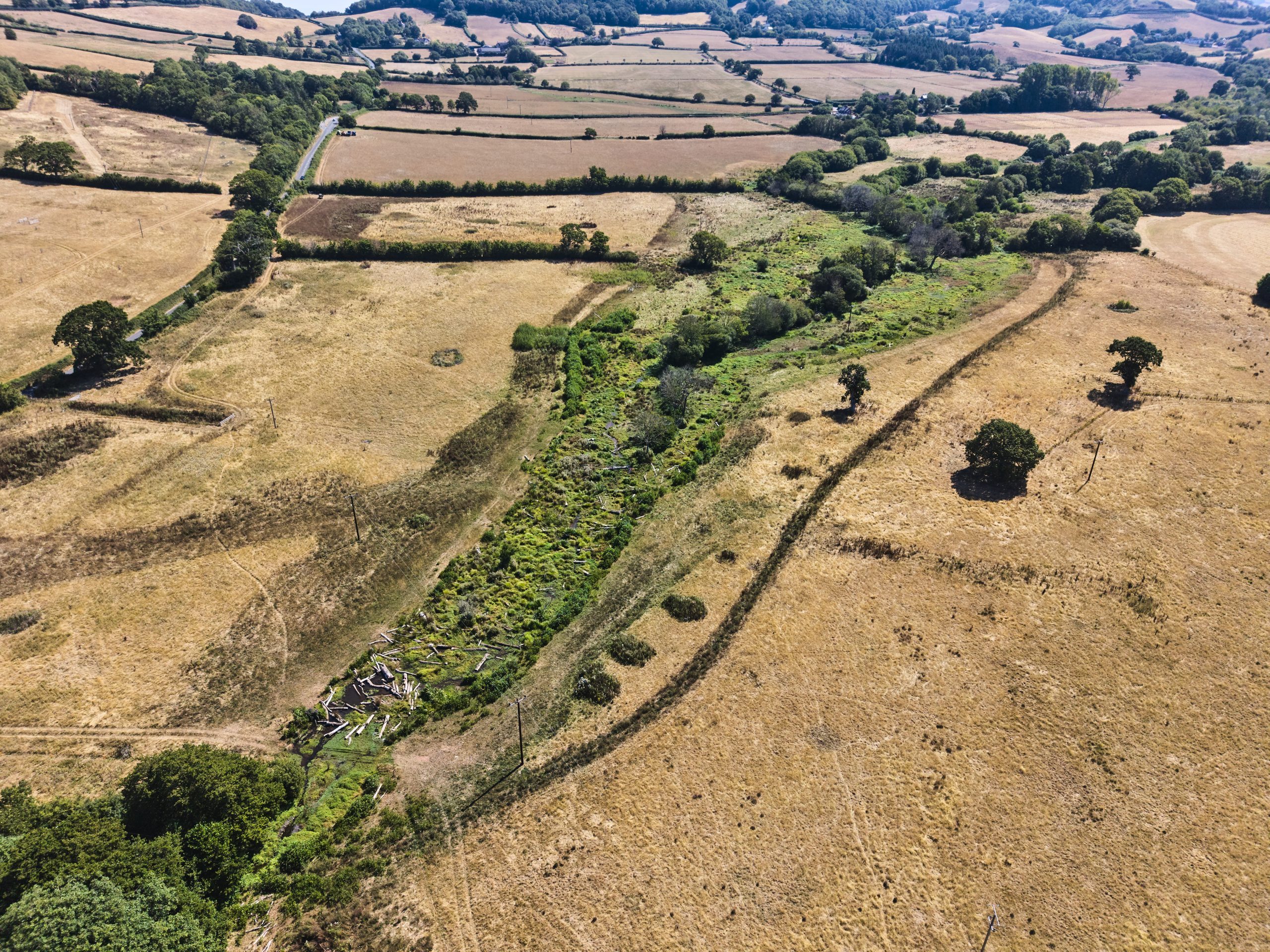 A river of greenery seen in the middle of a drought-hit land