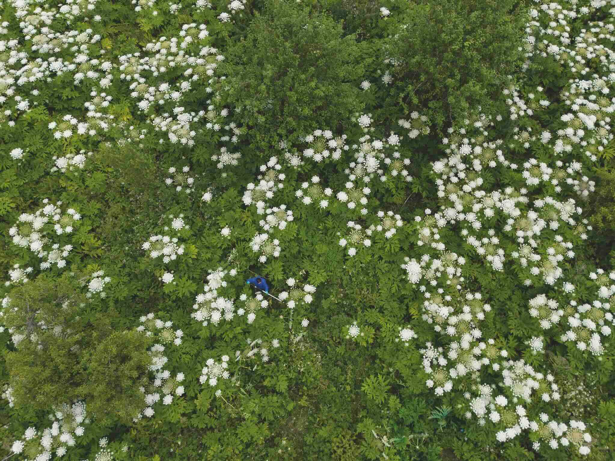 Aerial view of toxic giant hogweed