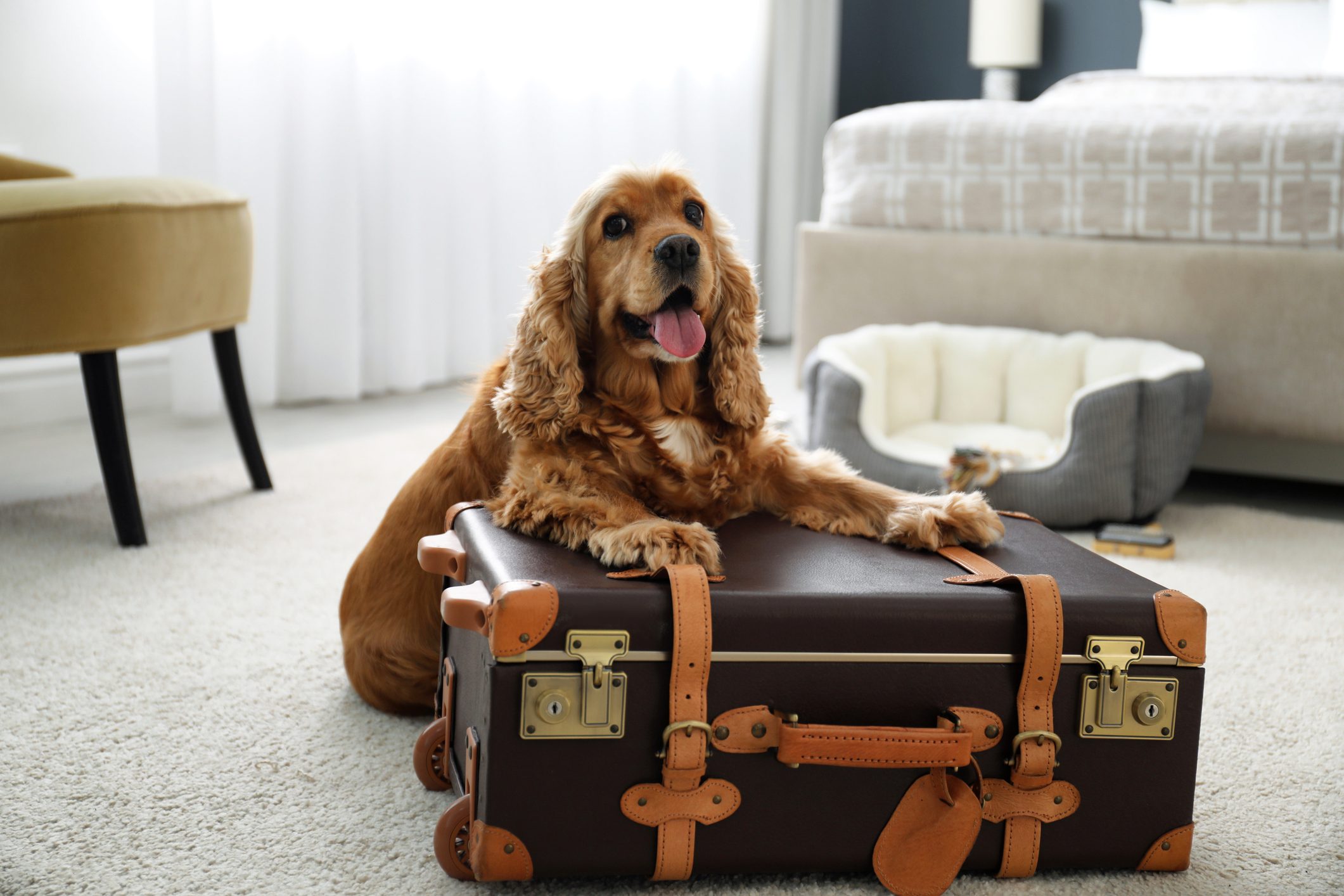 How to take your dog abroad
