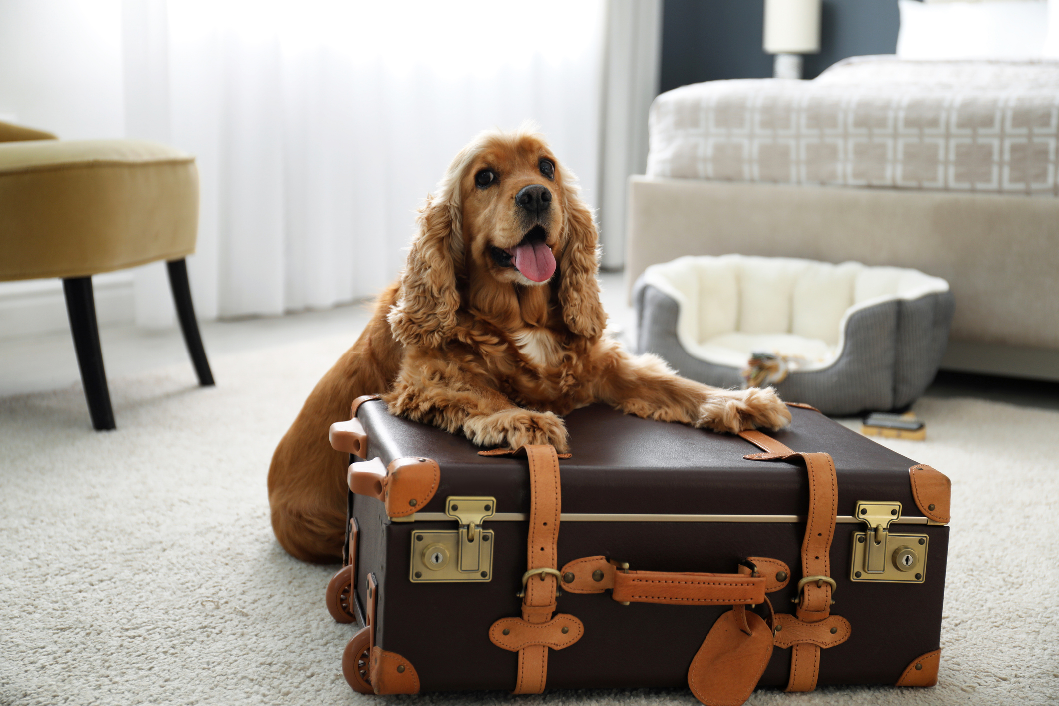 How to take your dog abroad