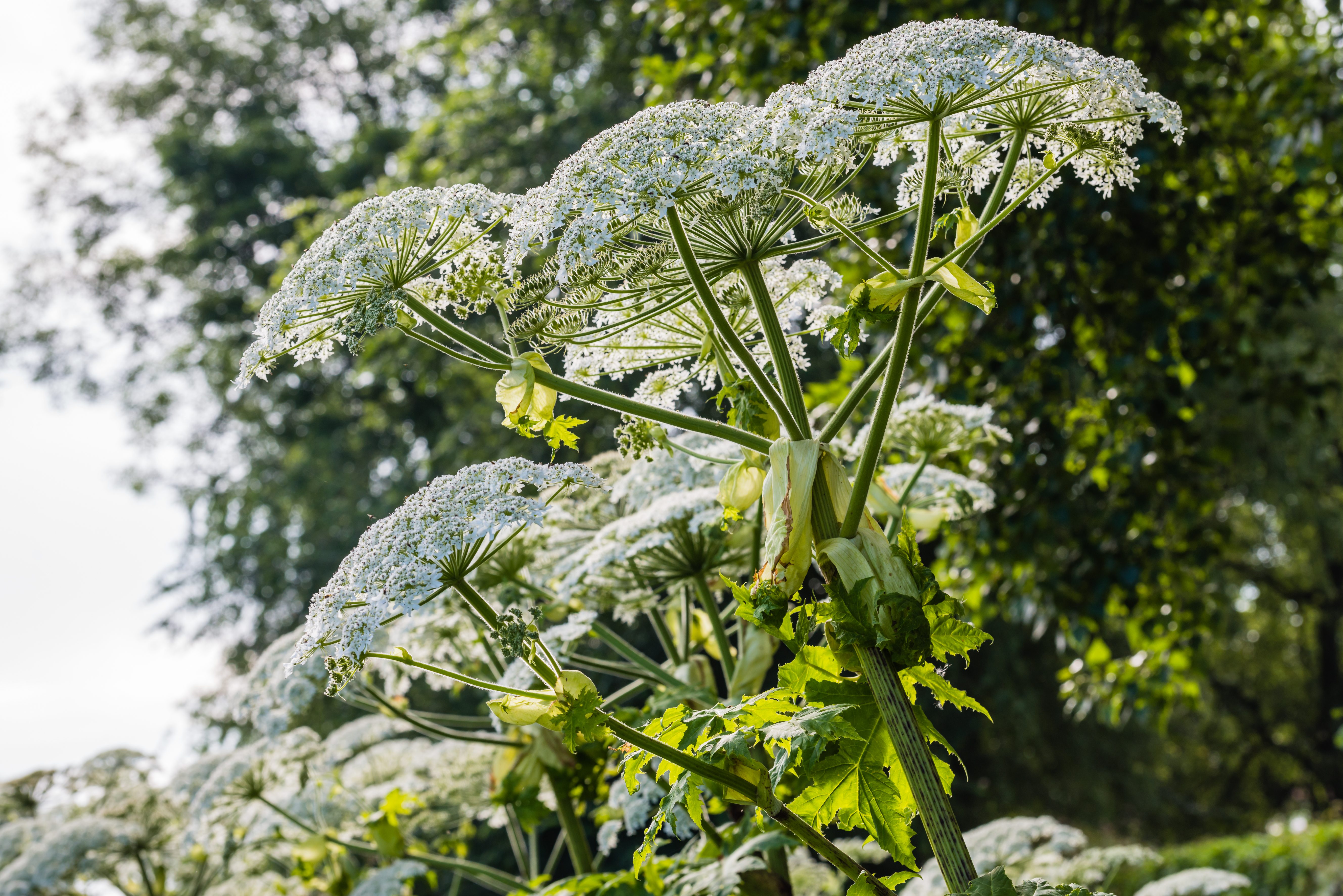 Flowering giant hogweed from close