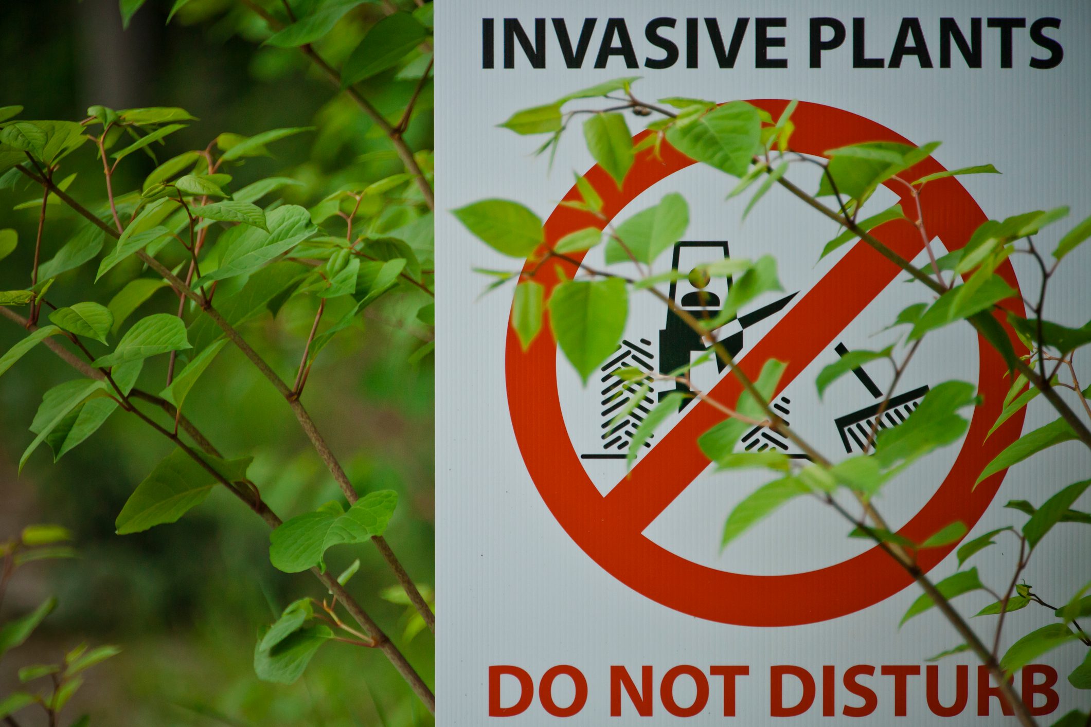 japanese knotweed
