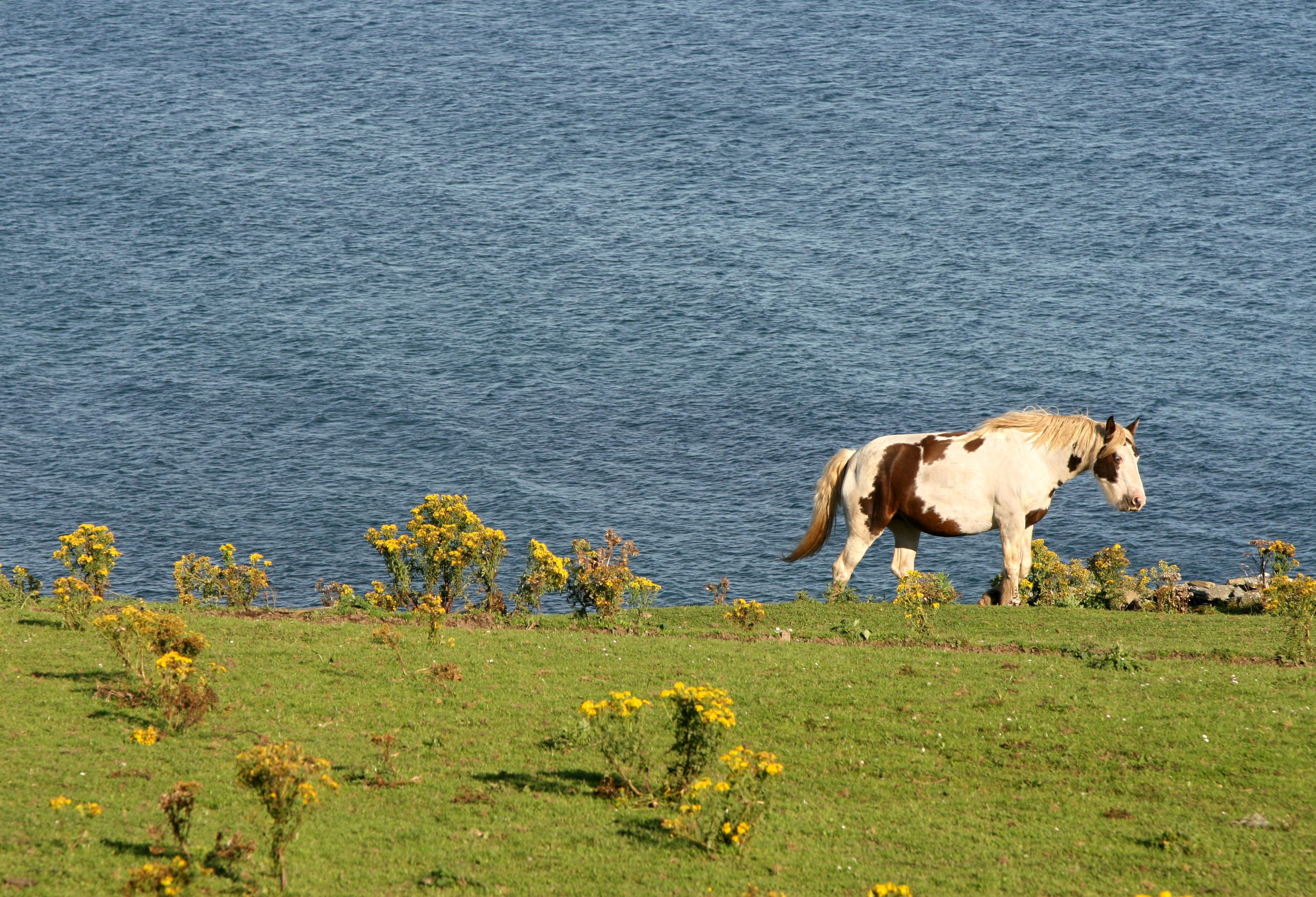 Horse grazing in a field near ragwort