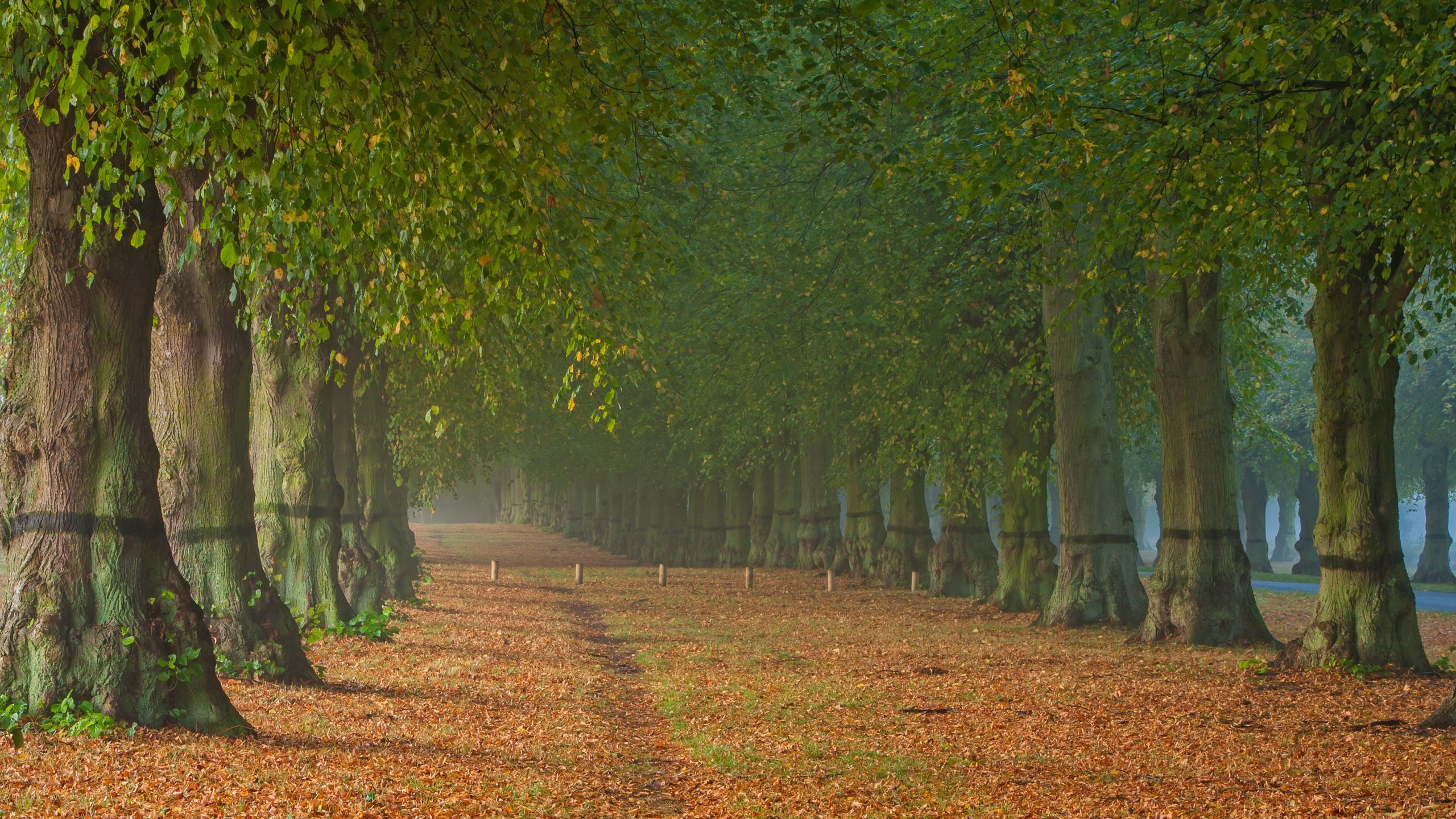 Autumn trees dropping leaves in national trust site