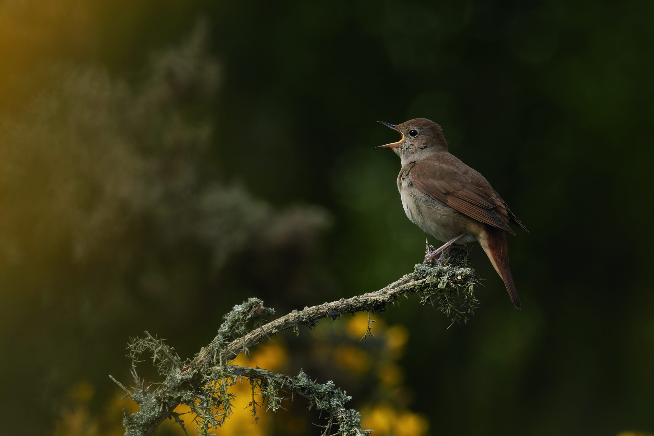 Nightingale (Luscinia megarhynchos) perched on branch singing, Westleton Heath, Suffolk, England, UK. April.