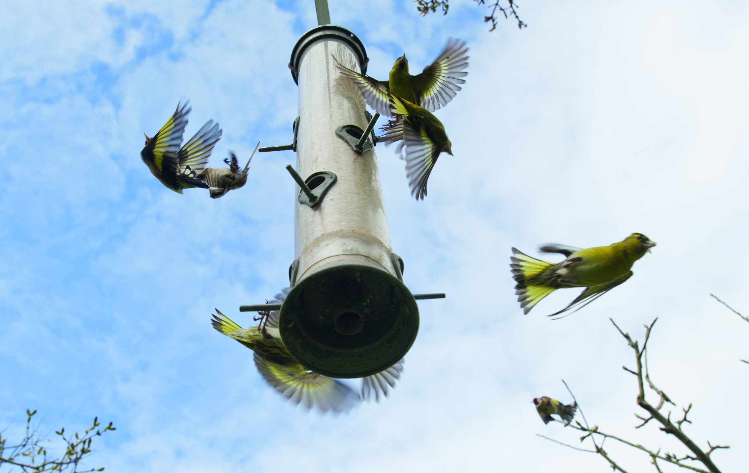 bird feed house