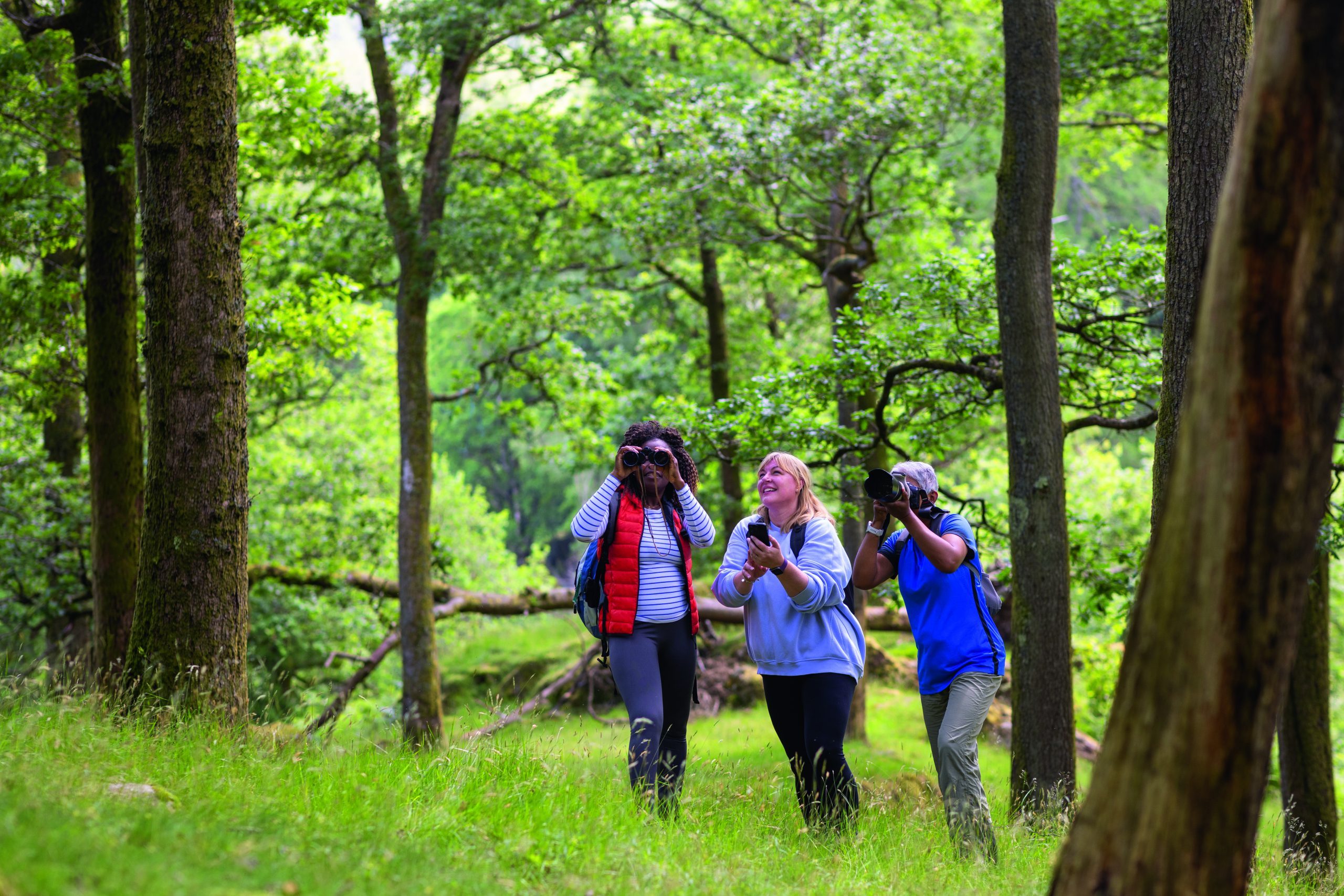 Group of women immersed in the tranquillity of the English Lake District, surrounded by lush greenery. They are using a pair of binoculars and a camera, searching the canopy for birds. They are also using a mobile phone to check a bird app they are using to identify birds. A celebration of patience, confidence, and the quiet beauty of nature in Borrowdale, Cumbria. Videos are available similar to this scenario.