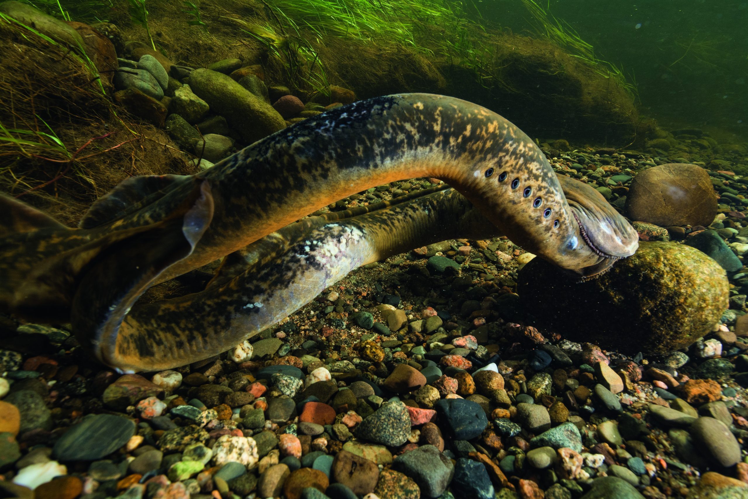 Sea lamprey (Petromyzon marinus), a parasitic migratory fish, spawning in the Keswick river, New Brunswick, Canada. June.