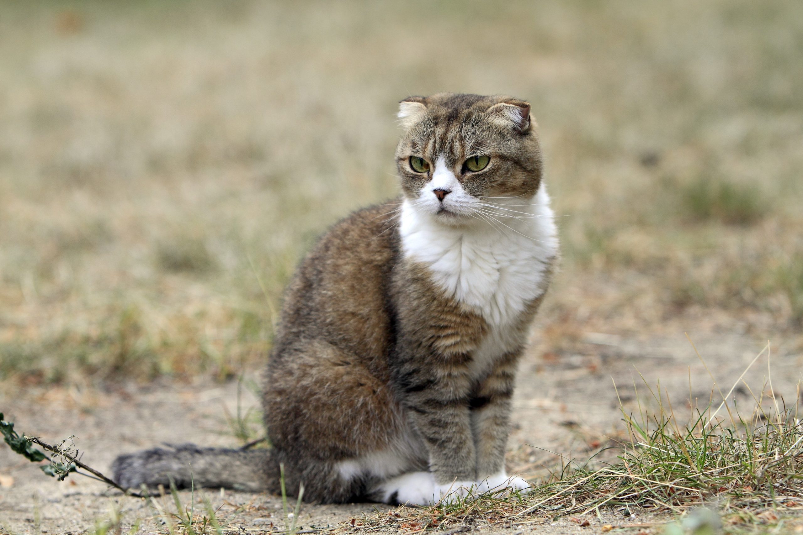 A scottish fold cat sits up straight on a patch of dried grass