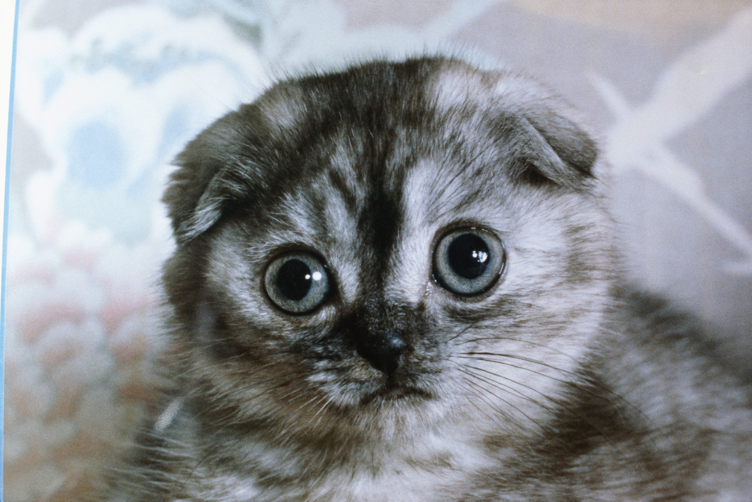A close-up of a cat with folded down ears
