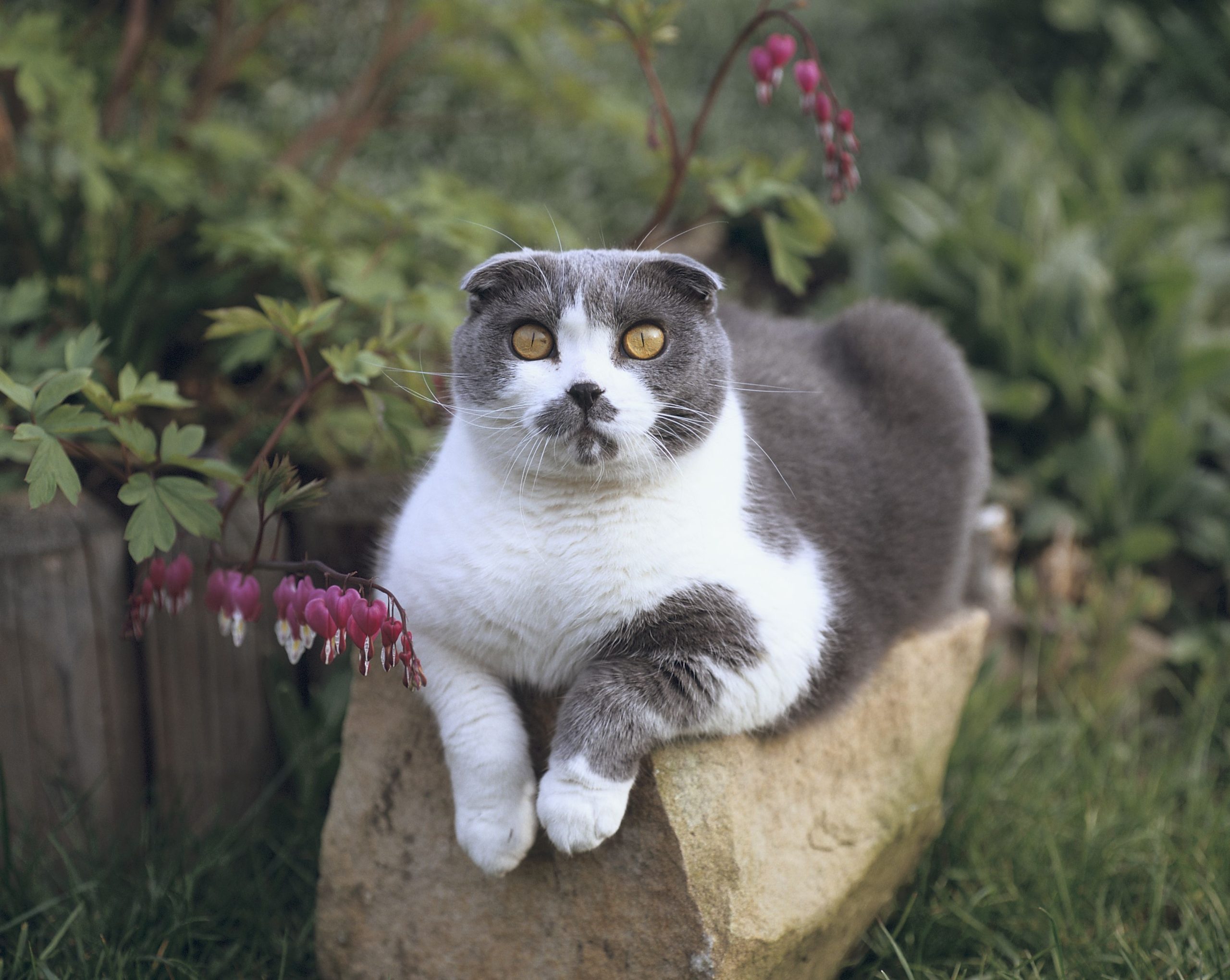 A grey and white scottish fold cat sits on a log with grass and purple flowers