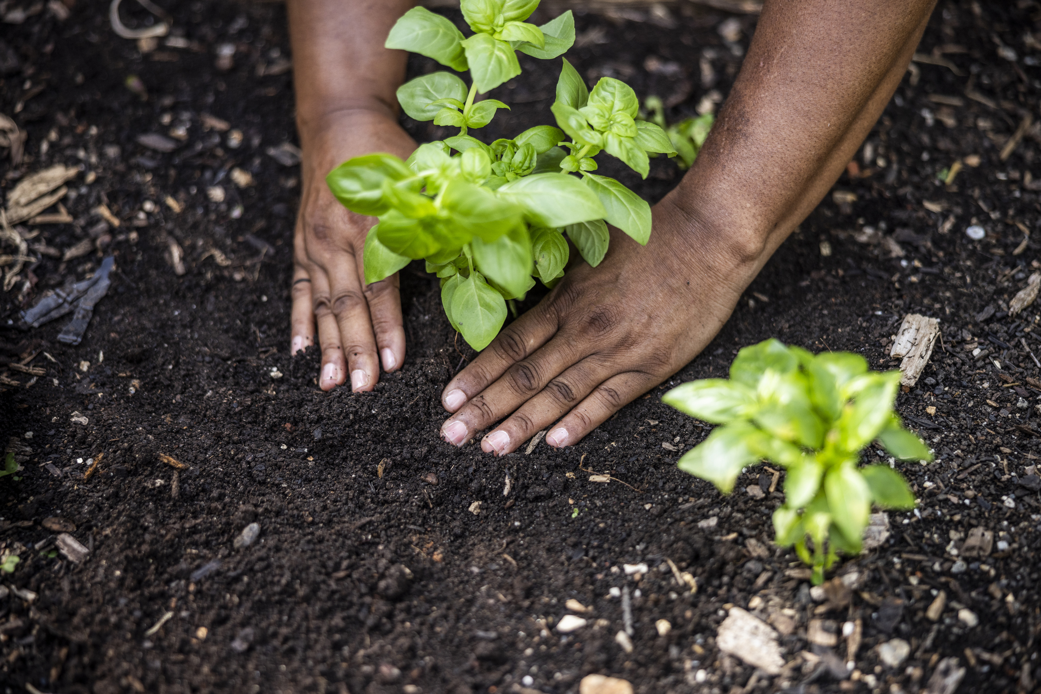 A person planting something in their garden
