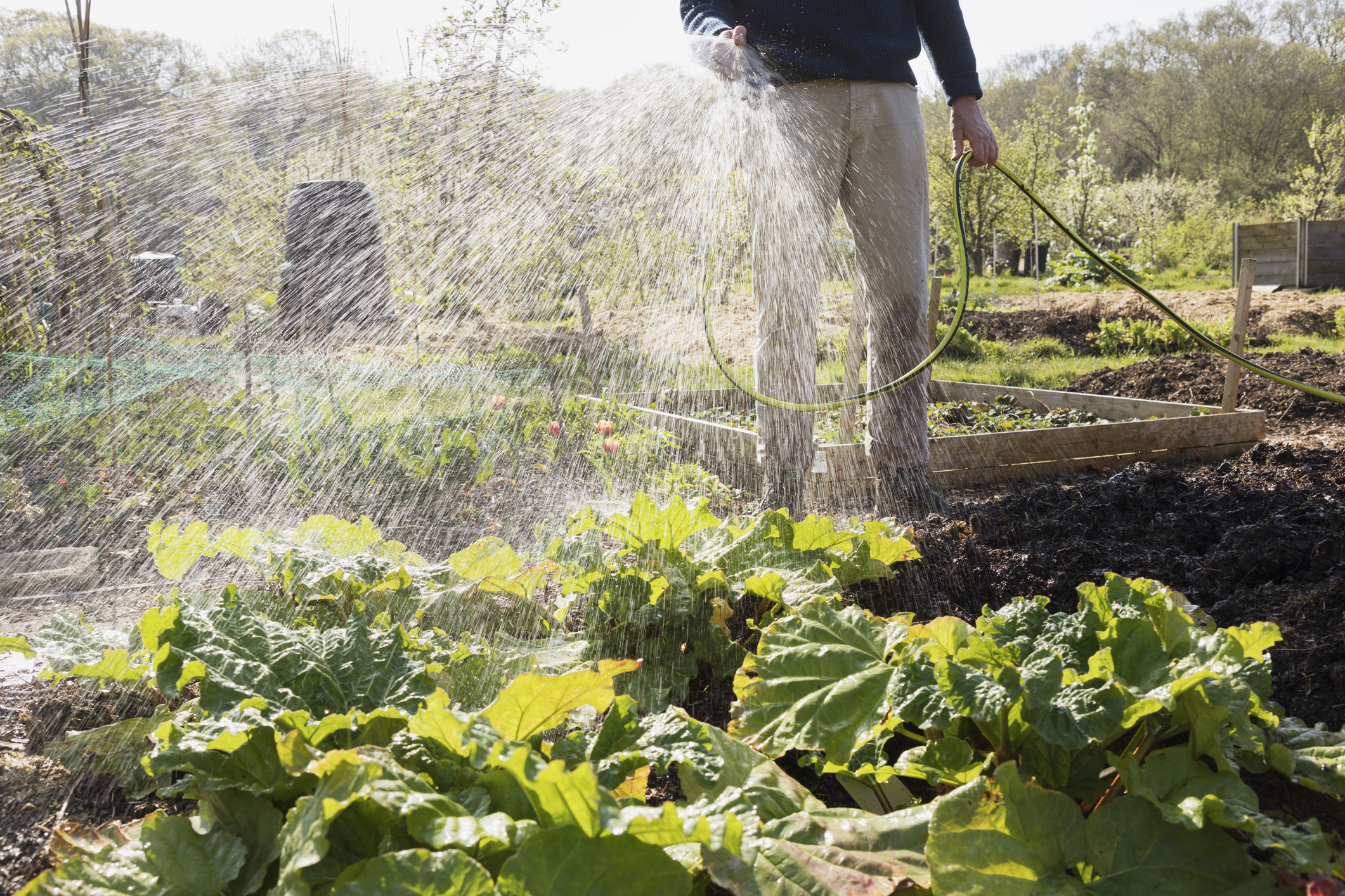 A man watering the plants in his garden