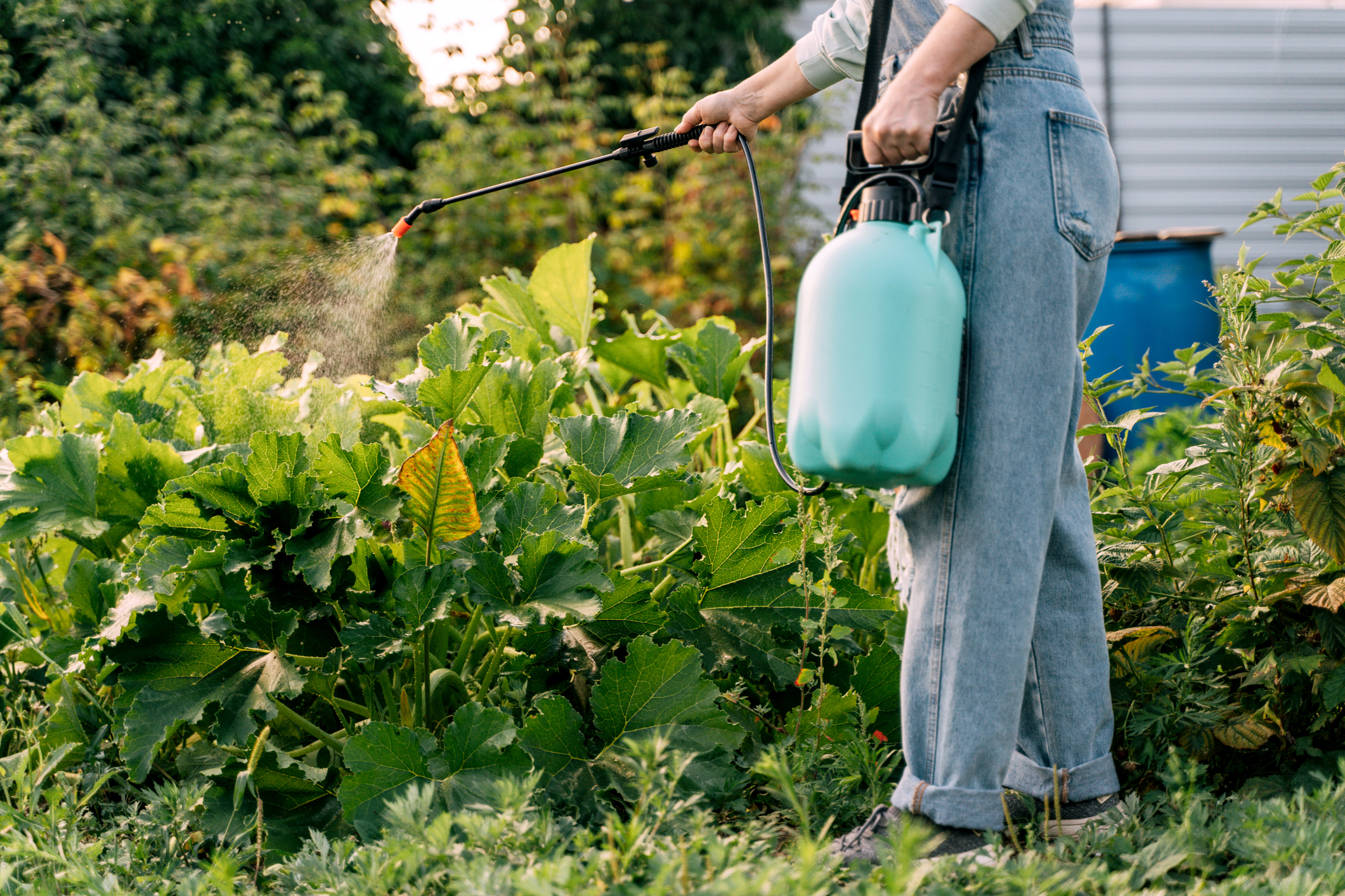 A person spraying pesticides on a garden