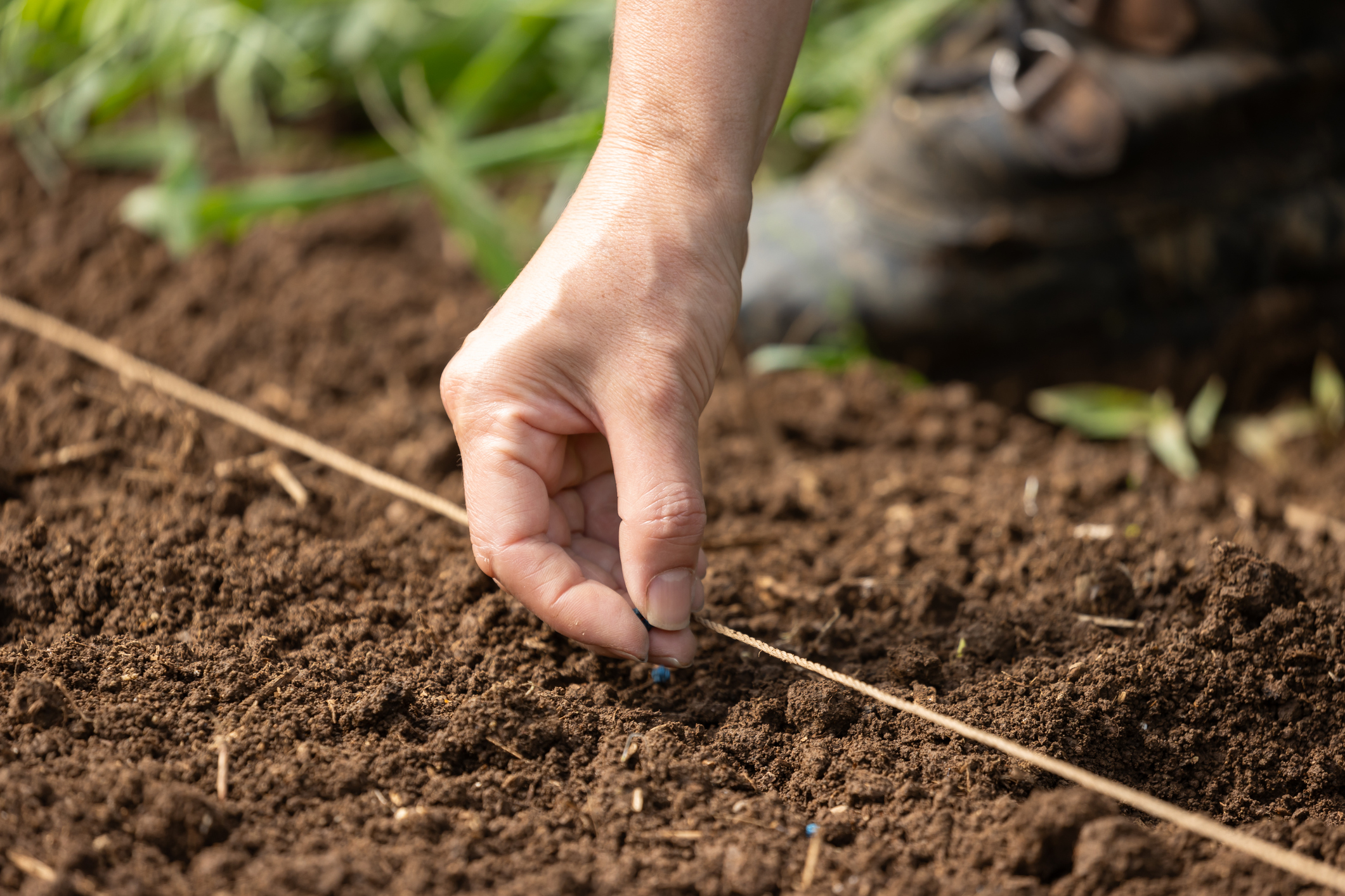 A person planting seeds in the soil