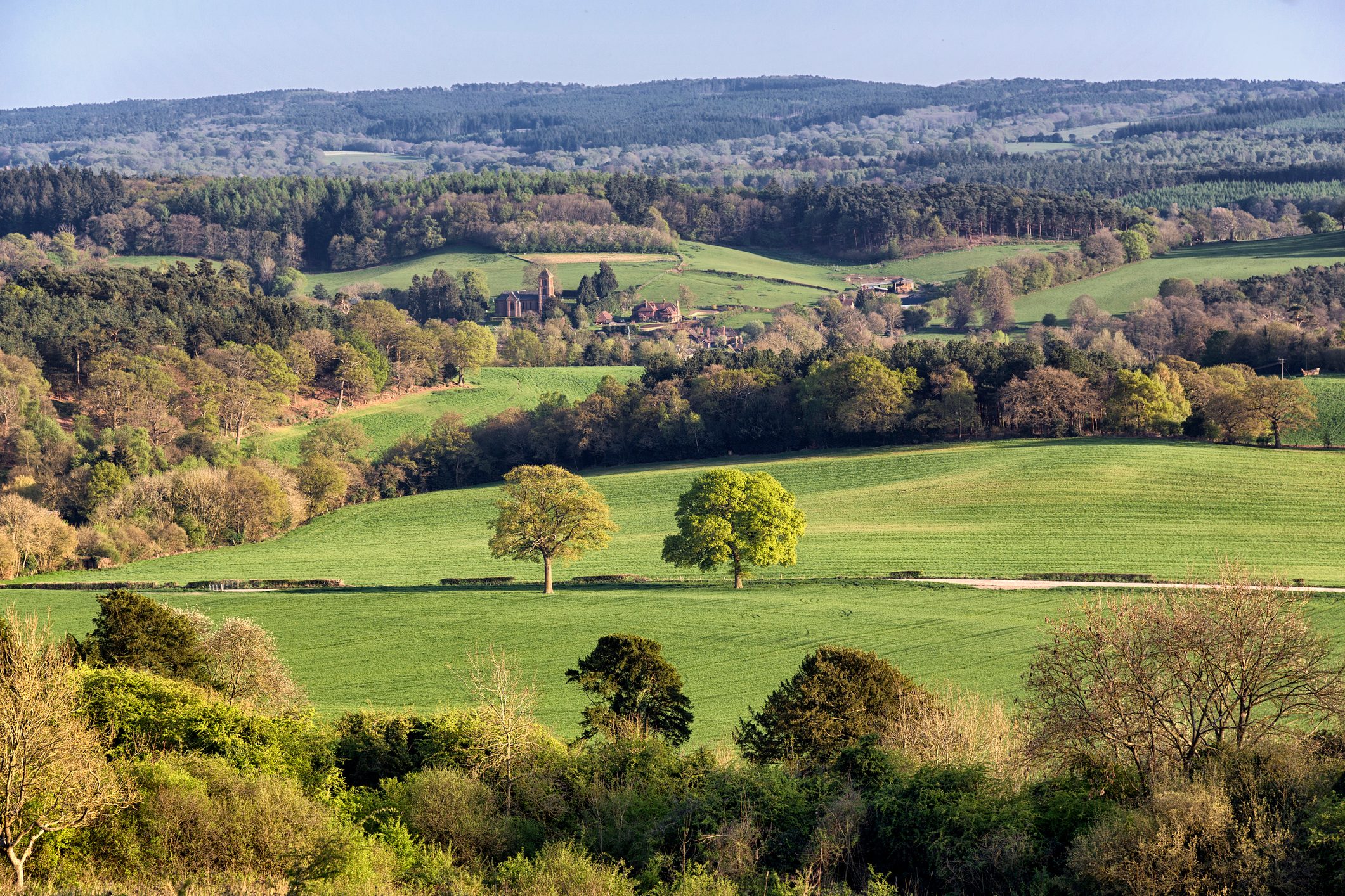 The view from a nature reserve in Surrey, including loads of trees and a church in the distance 