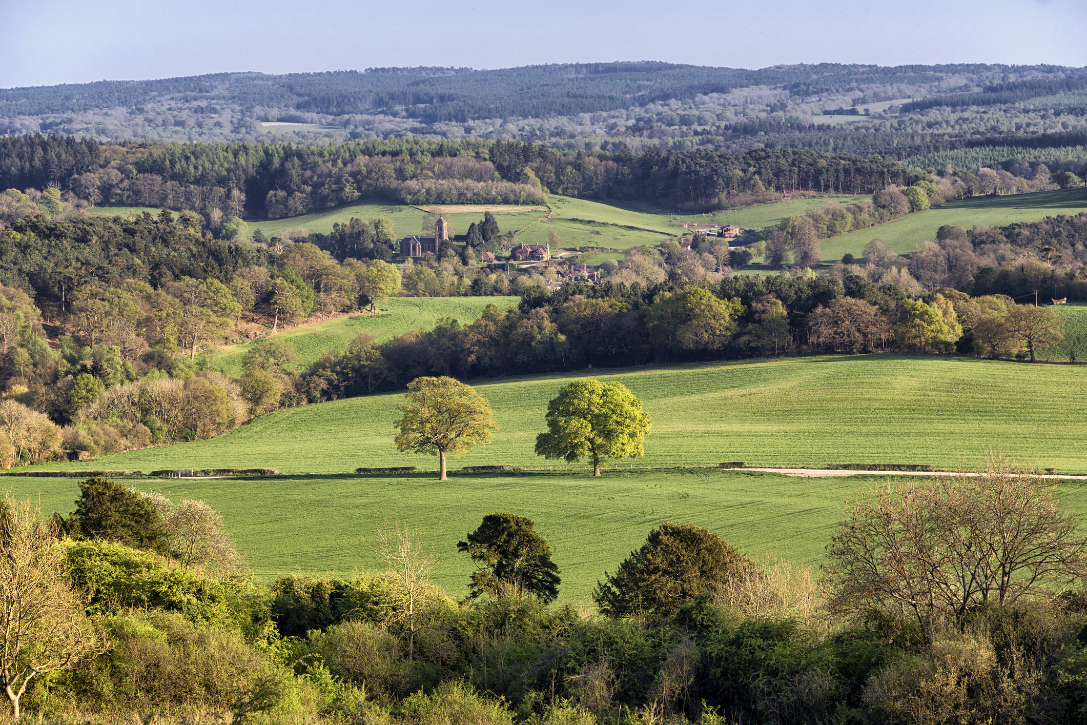The view from a nature reserve in Surrey, including loads of trees and a church in the distance 