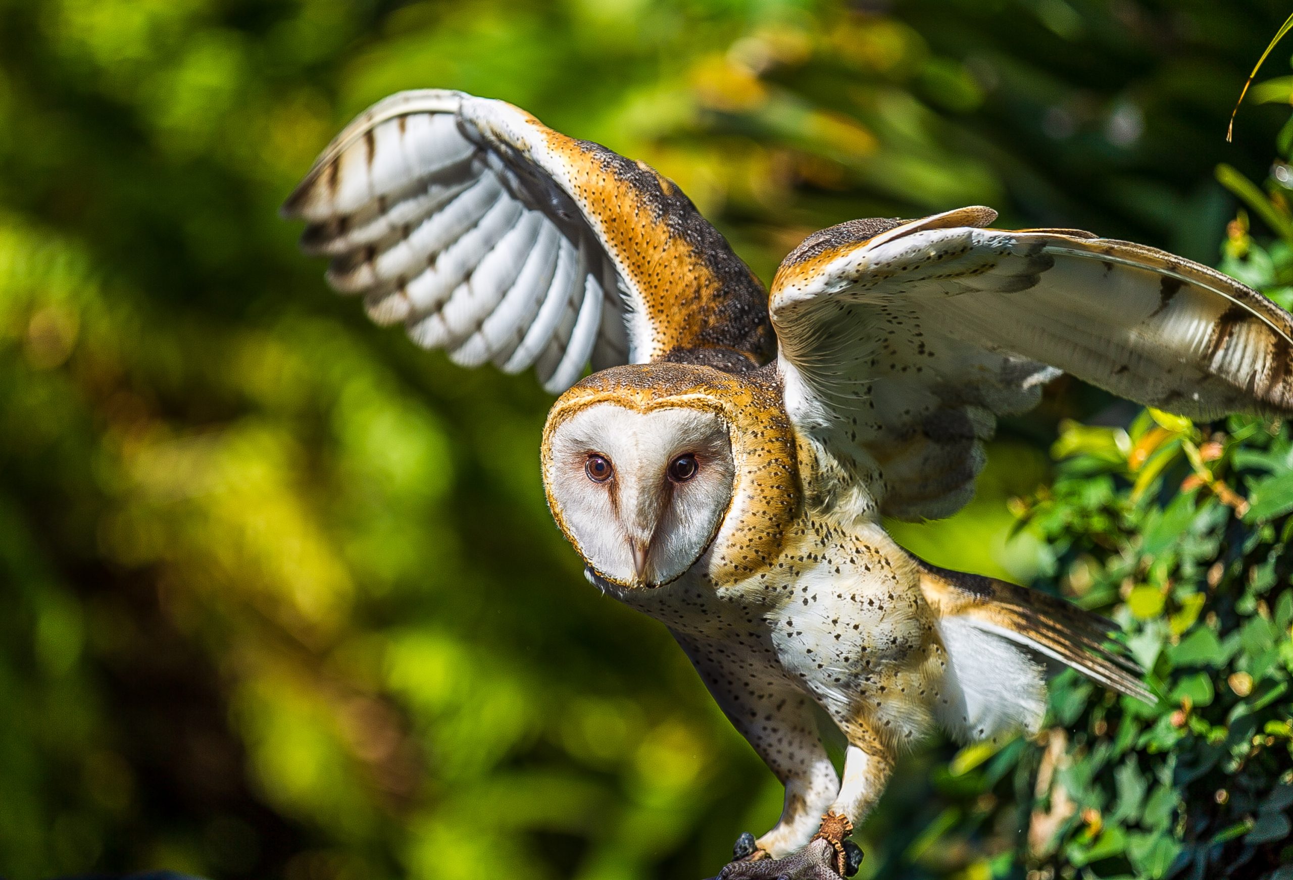 A barn owl raising its wings ready to fly