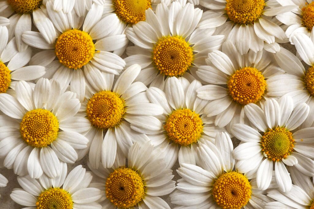 Close-up of white chamomile flowers with golden-yellow centres arranged in a dense floral pattern.