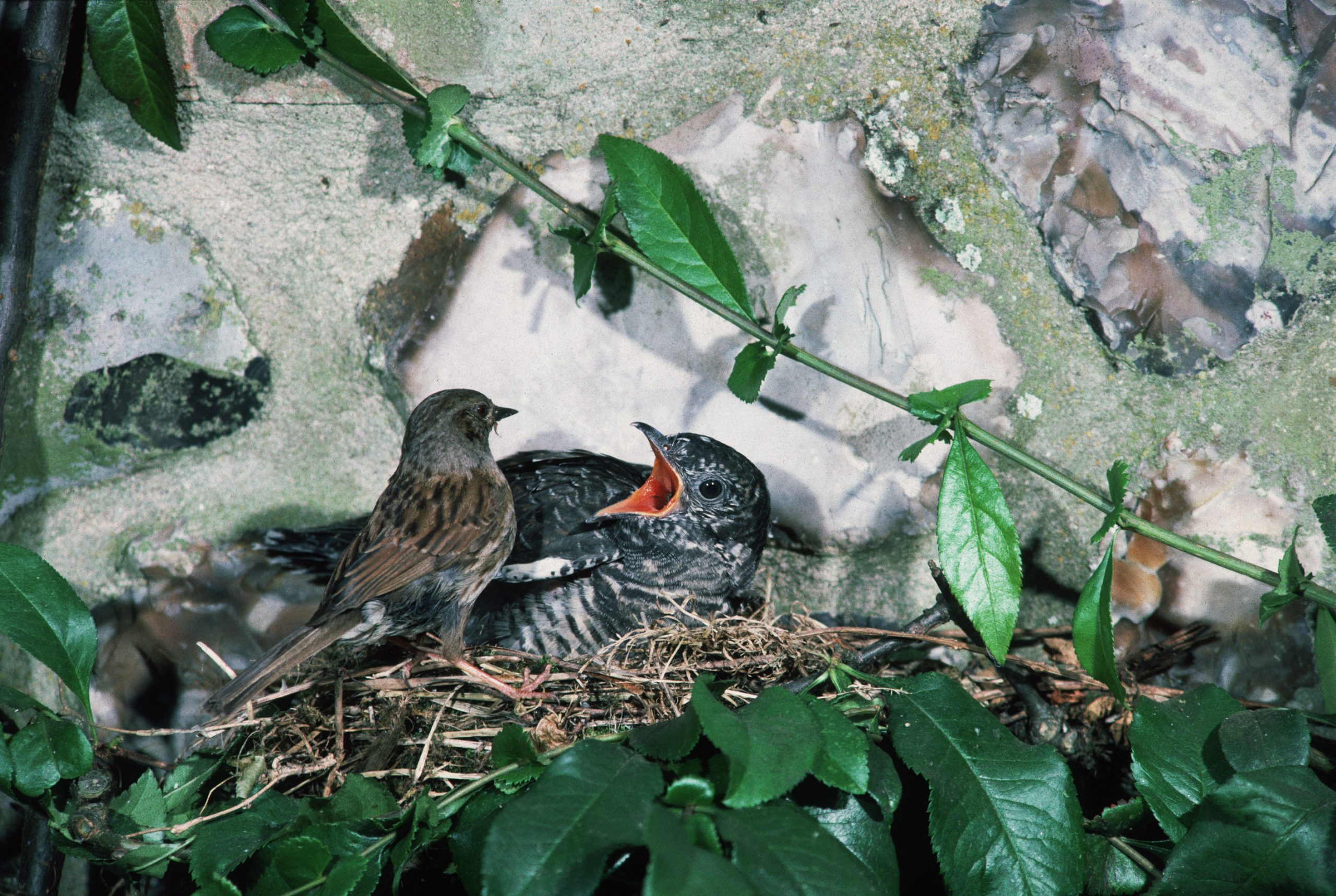 A host bird feeding a baby cuckoo