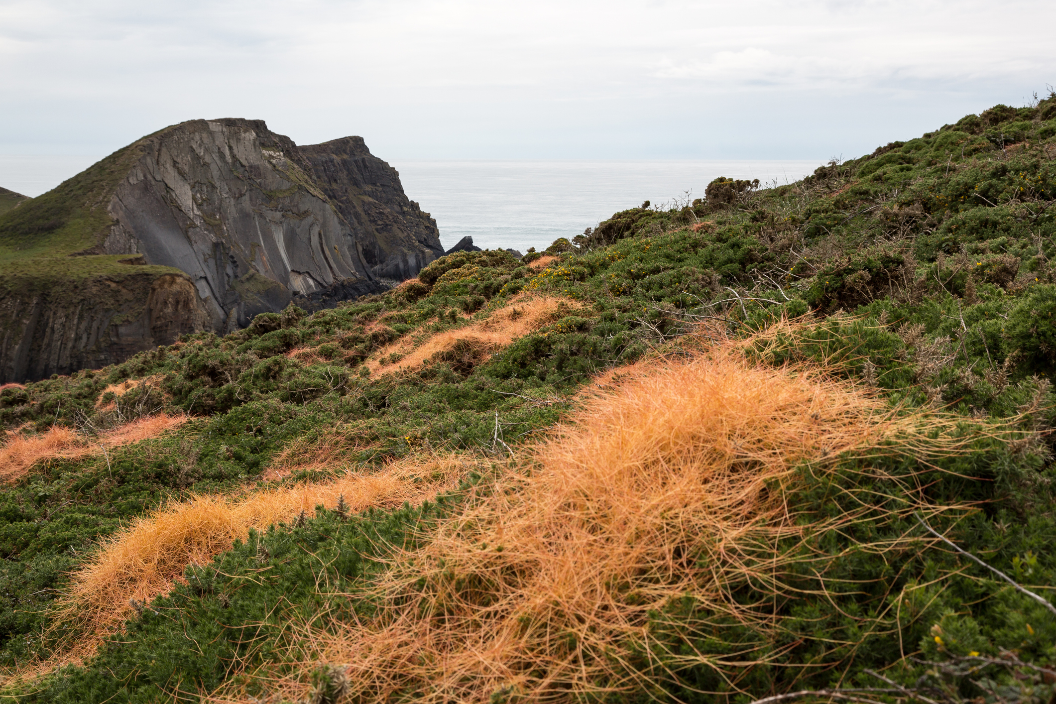 Dodder plant attached to heath across a clifftop