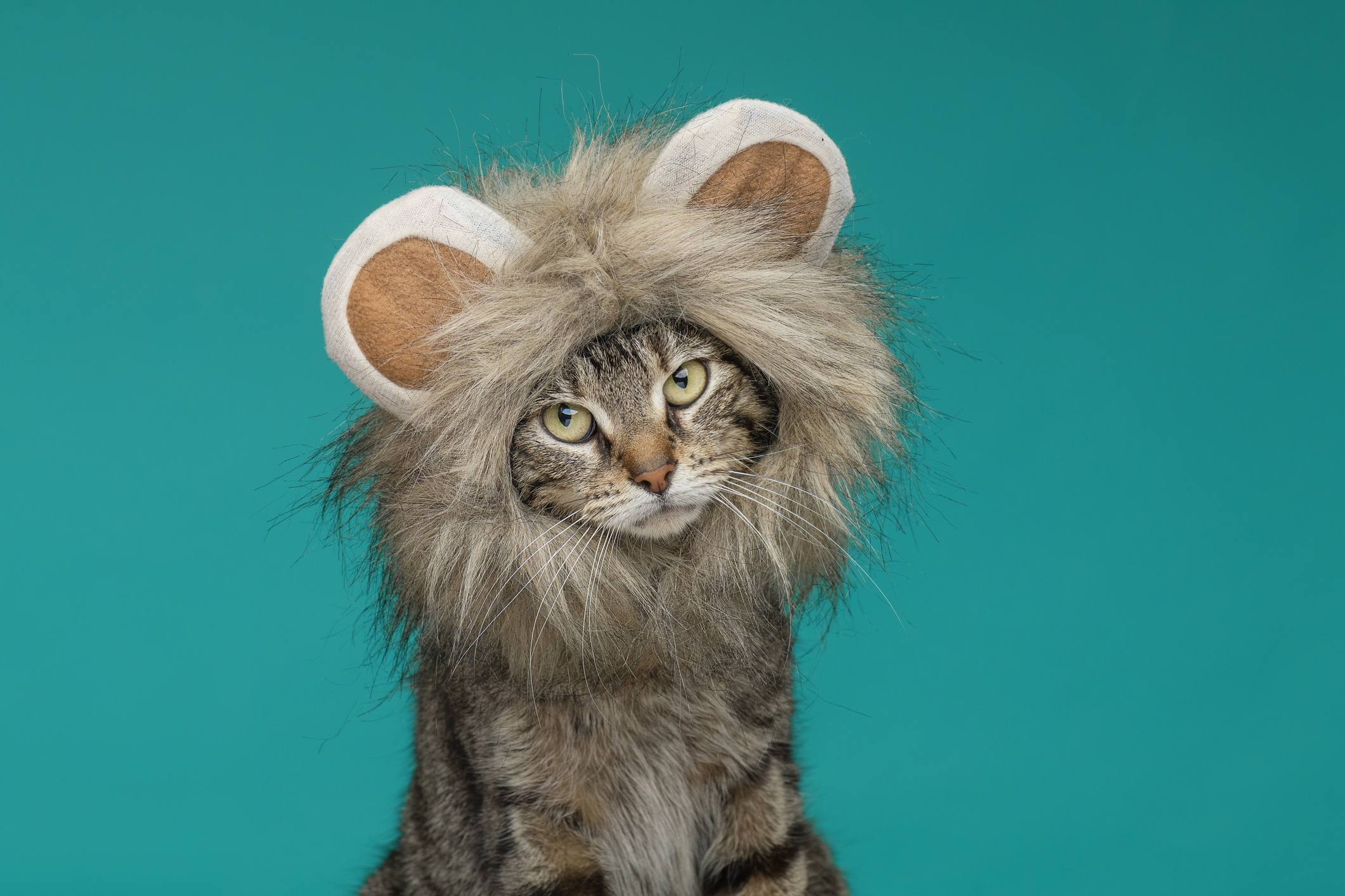 Cat wearing a lion's mane as part of a halloween costume