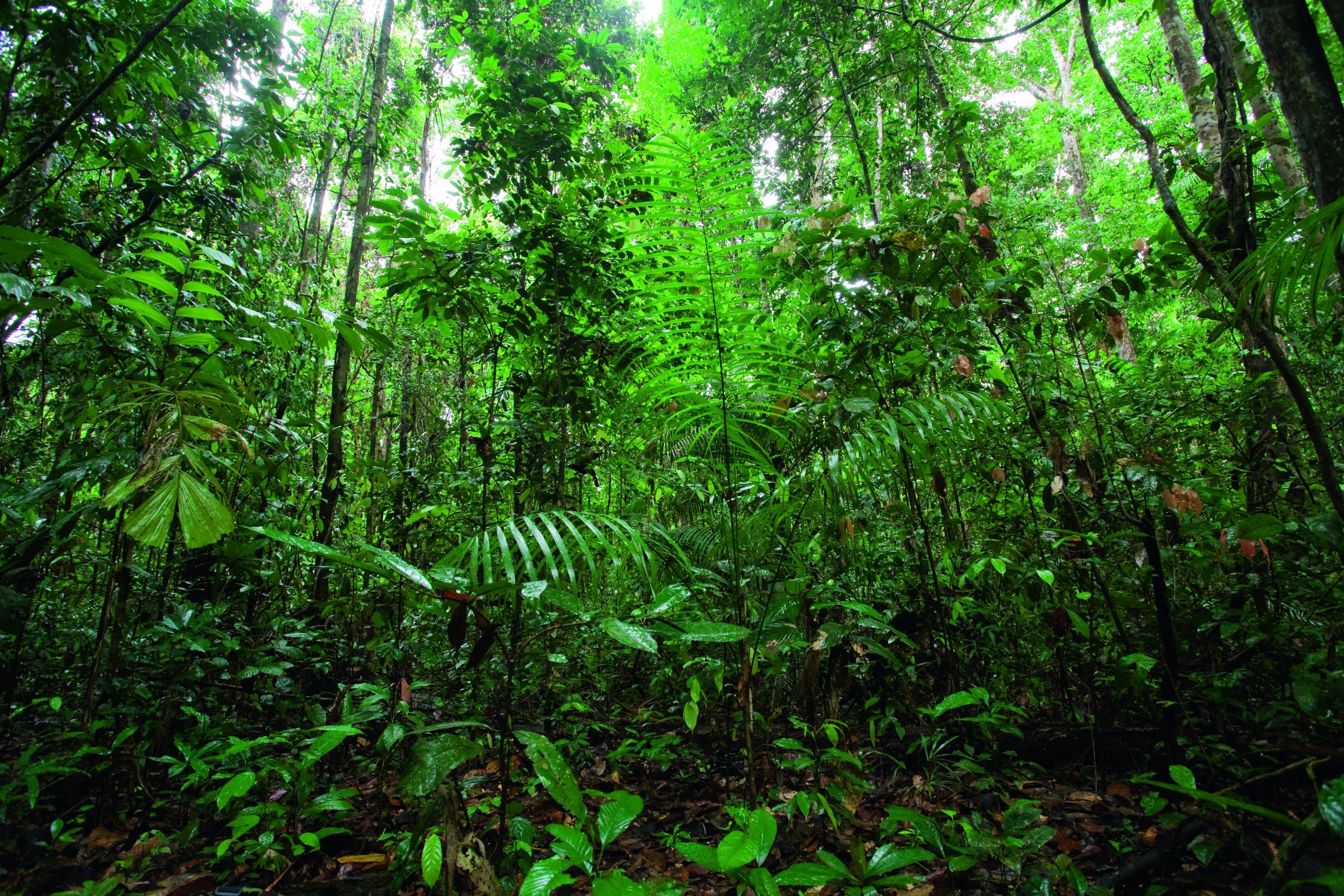 RAINFOREST INTERIOR after rainfall, Iwokrama forest reserve, Guyana, South America.
