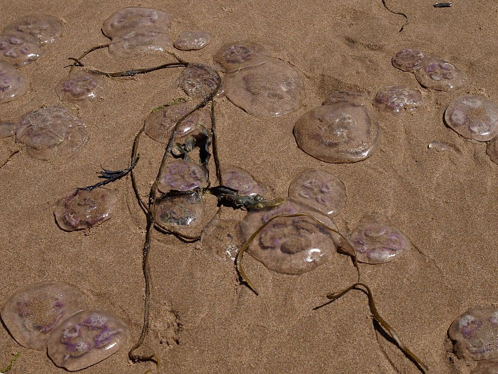 Common moon jellyfish washed up on Woolacombe Beach, North Devon 