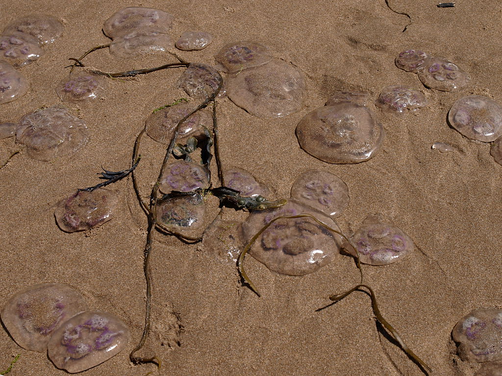 Common moon jellyfish washed up on Woolacombe Beach, North Devon