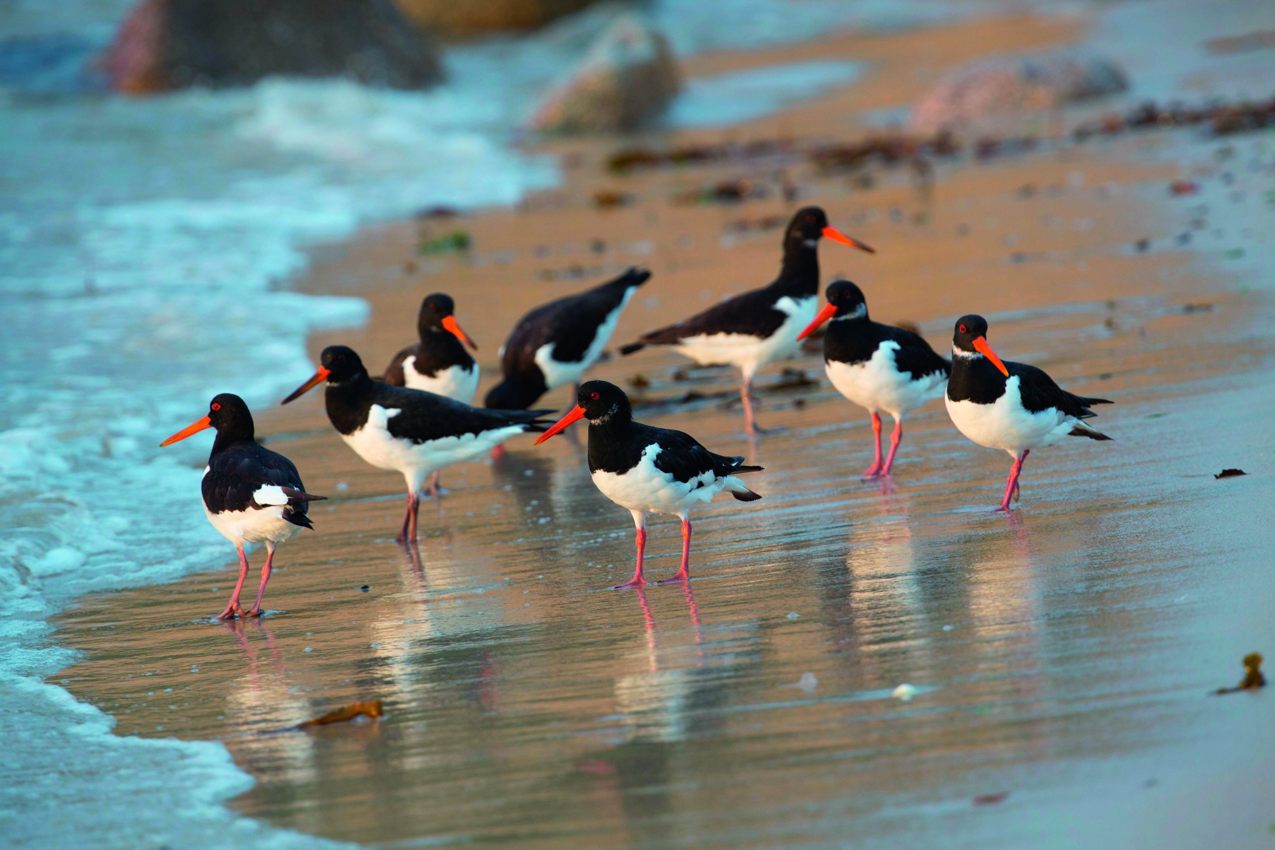 ystercatchers are a
year-round sight in Scilly