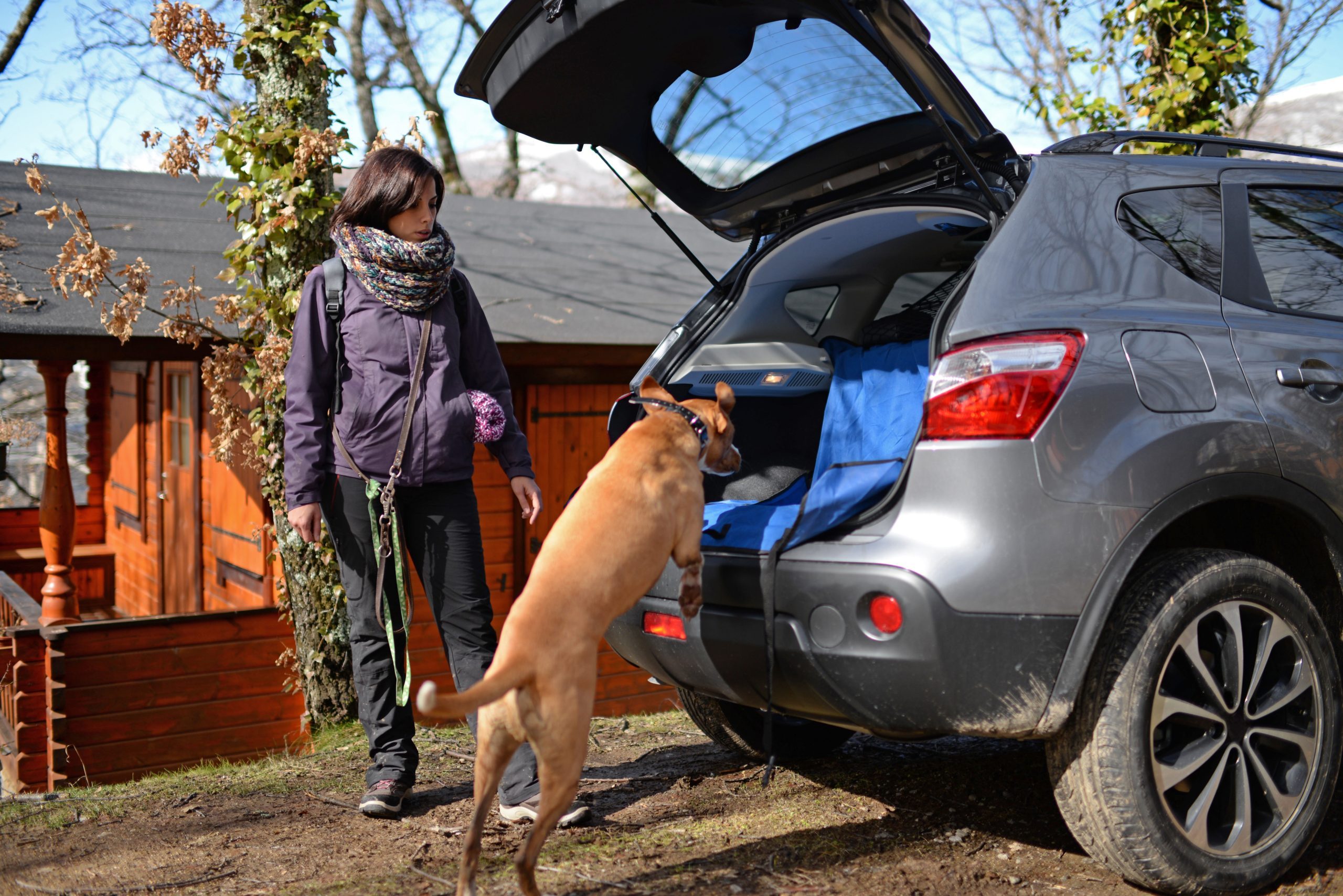 Dog jumps in car trunk. (Photo by: VW PICS/Universal Images Group via Getty Images)