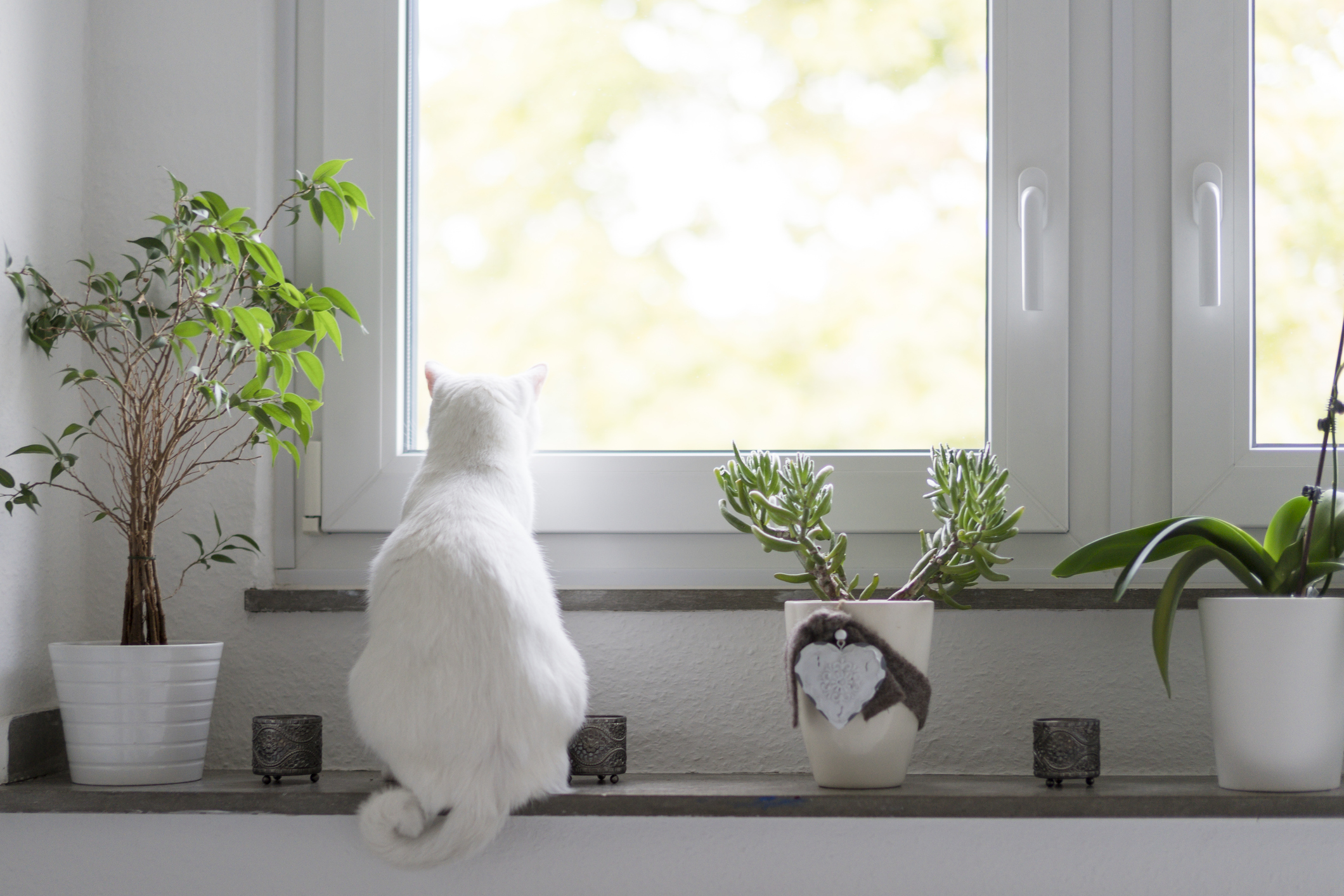 A white cat sat on a kitchen counter looking out of the window. 