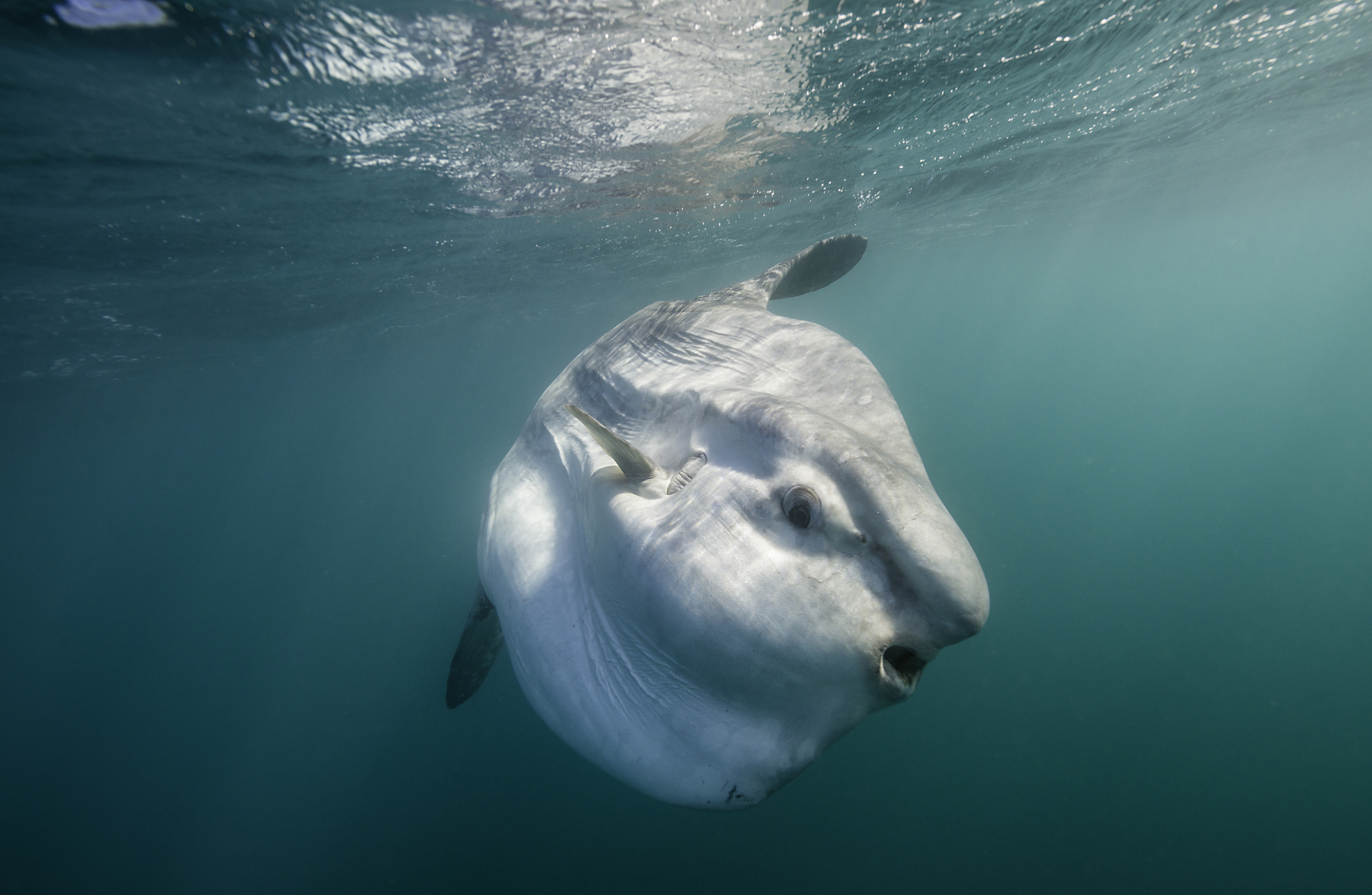 A Sunfish swimming near the surface of water