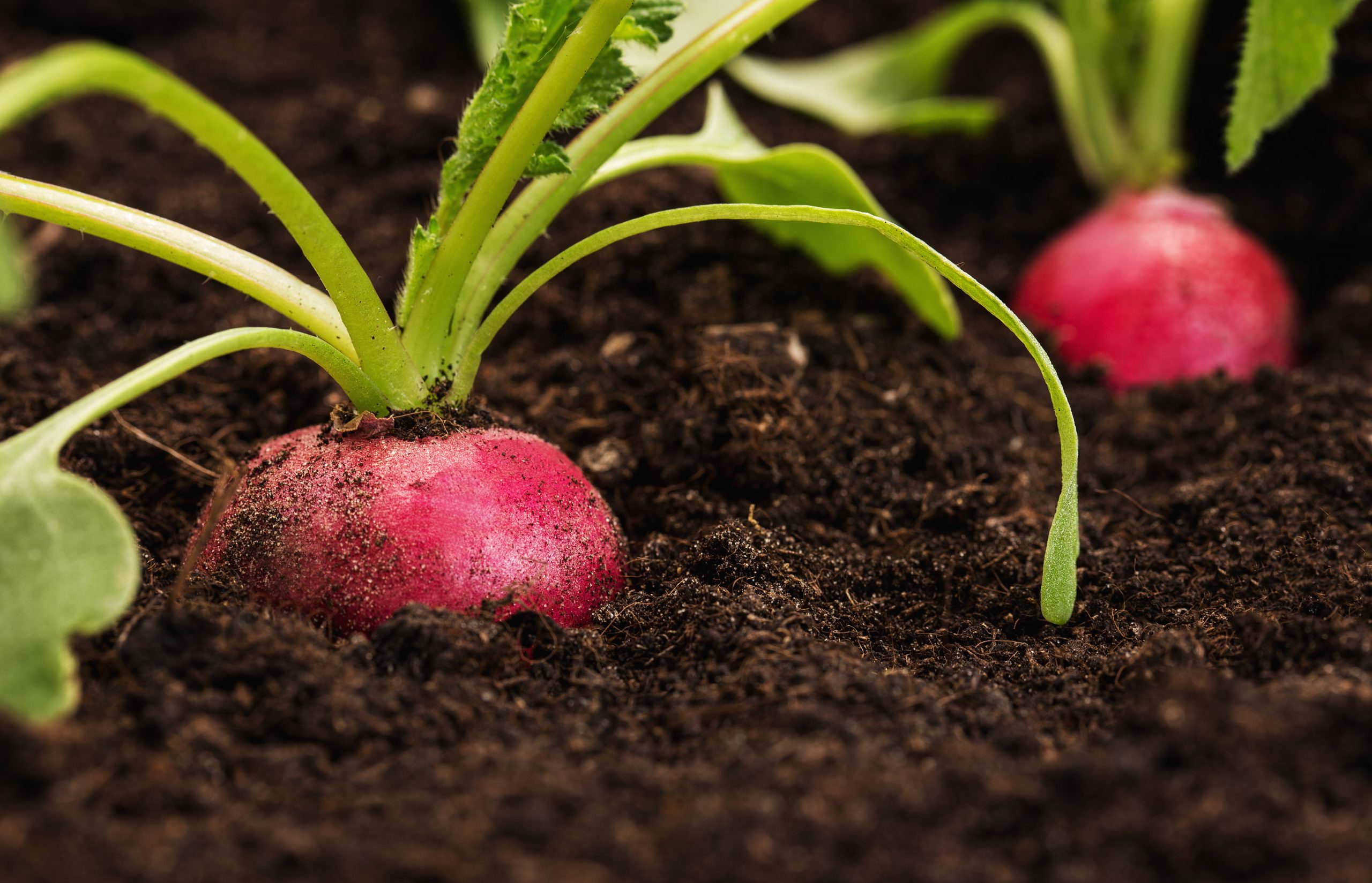Radishes growing in soil