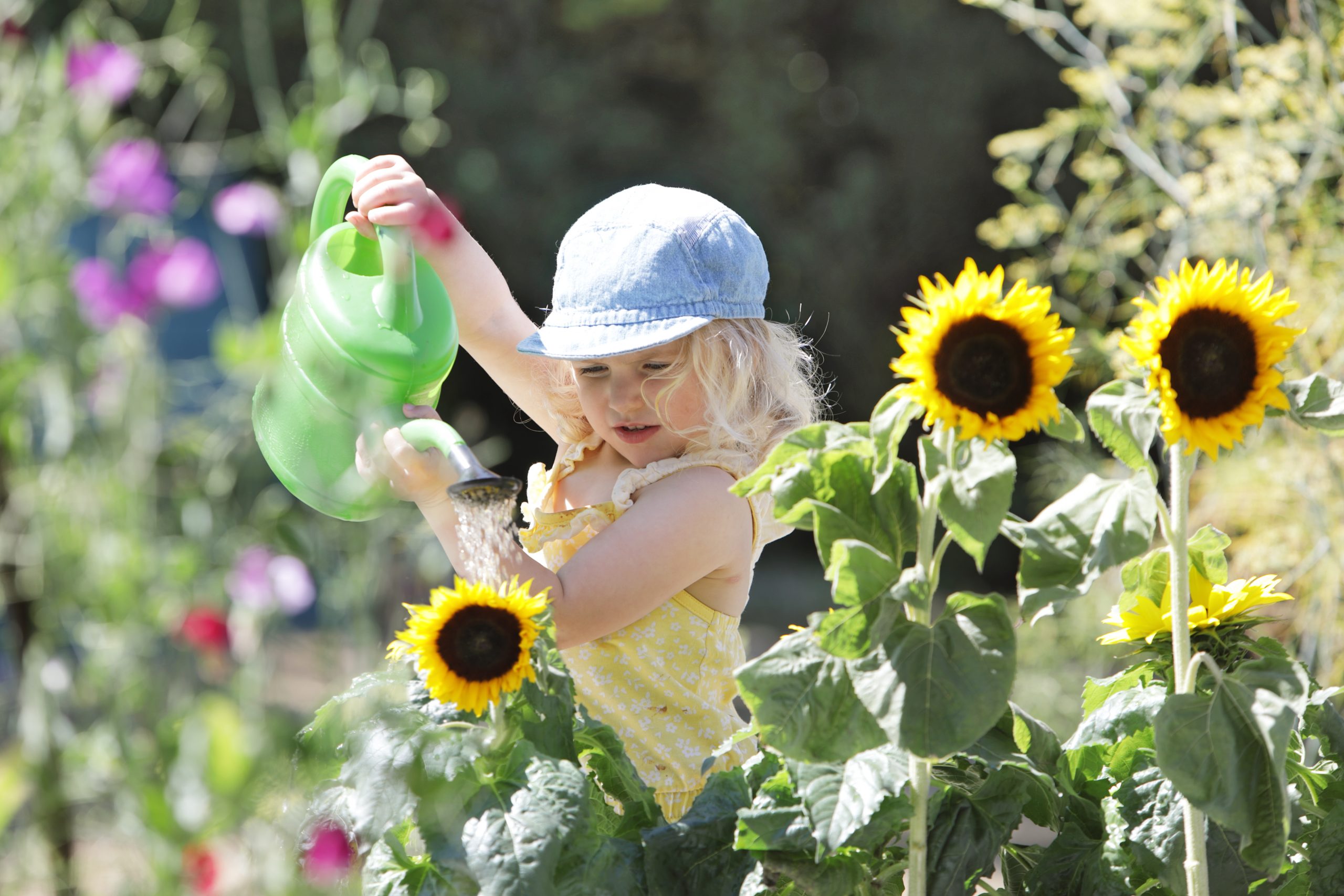 Young girl watering sunflowers in garden Young girl watering sunflowers in garden