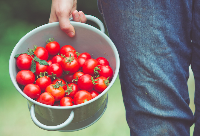 Tomatoes @Kathy Bishop and Tom Crowford