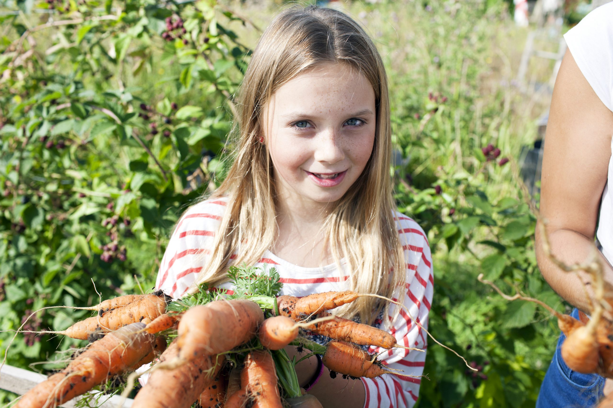 Working on an allotment Girl holding a bunch of carrots
