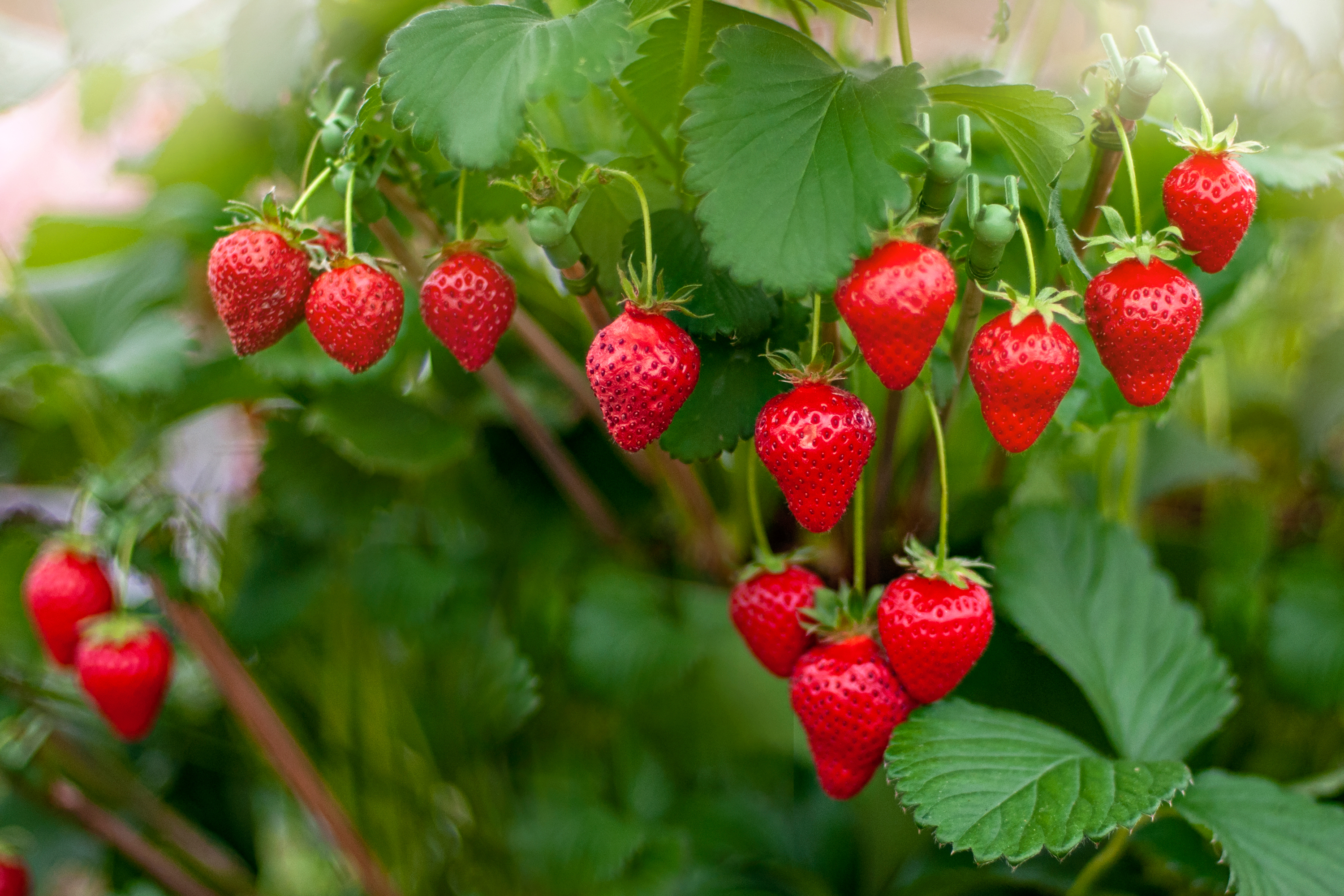 Strawberry-plants Ripe strawberries hanging on plant
