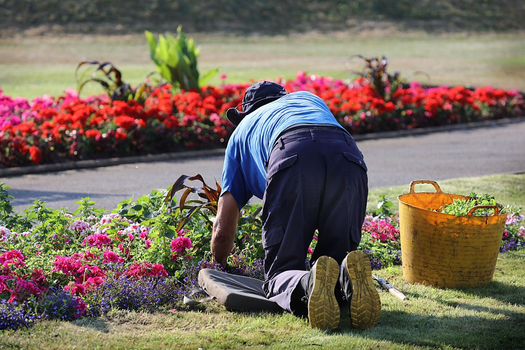 A gardener makes the most of a slightly cooler early morning to tend bedding plants in the formal beds during the heatwave